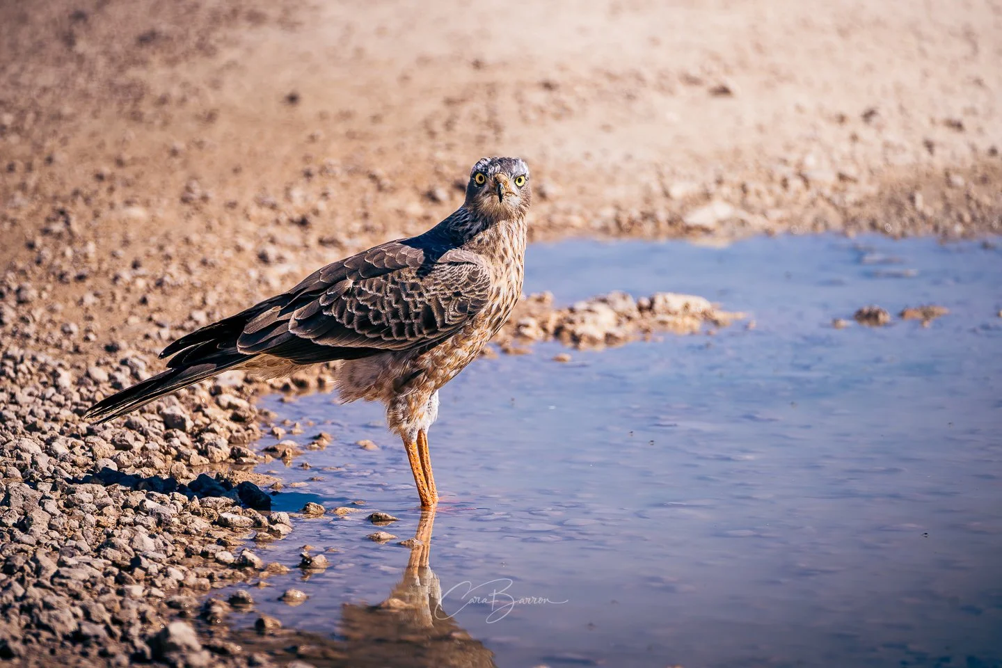 A bird of prey, possibly a hawk or an eagle, standing at the water's edge on a rocky shore, looking directly at the camera with yellow eyes. Its reflection is visible in the water.