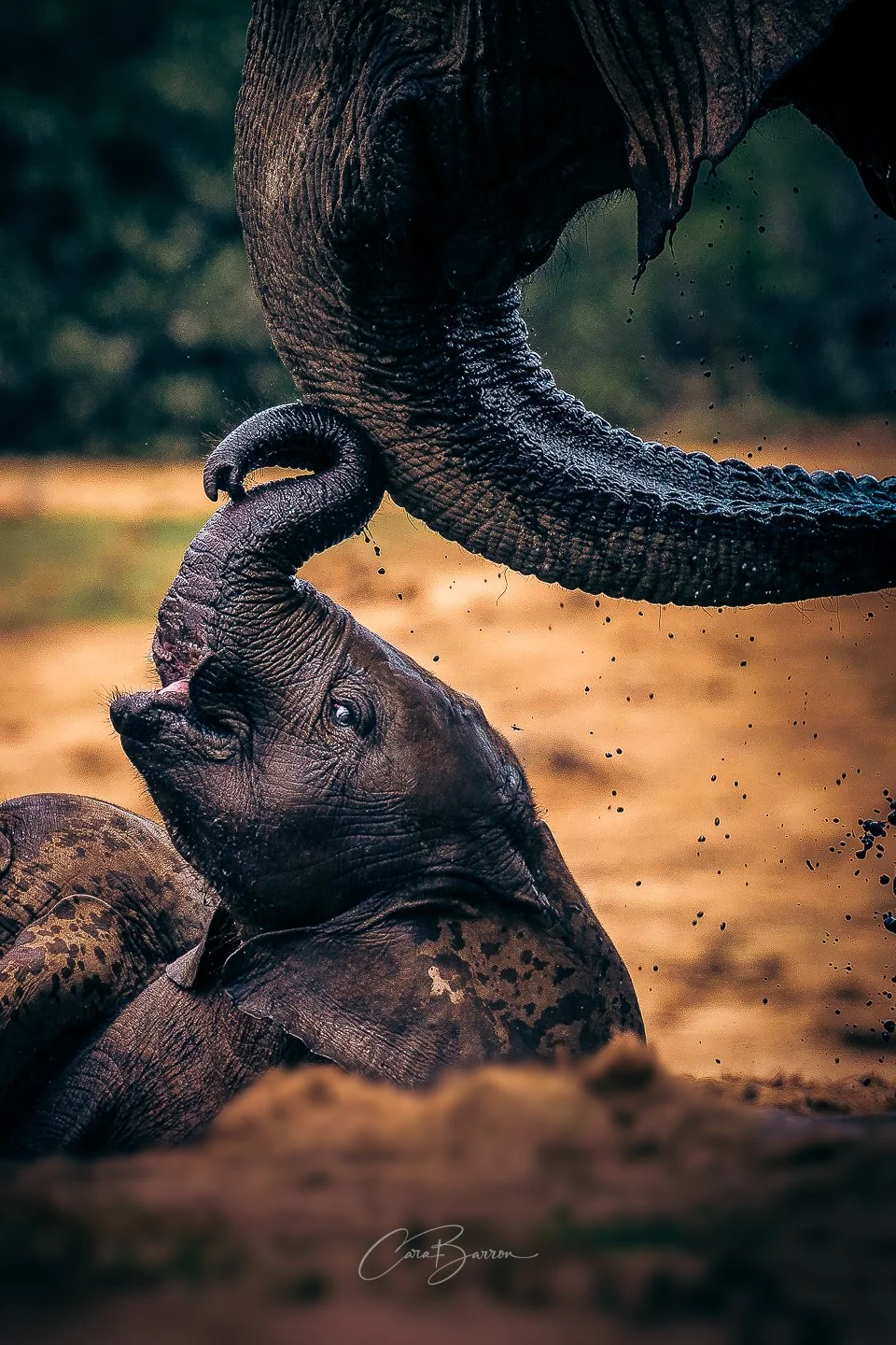 Photo of two elephants playing in muddy terrain, with one elephant reaching over and touching the other's trunk.