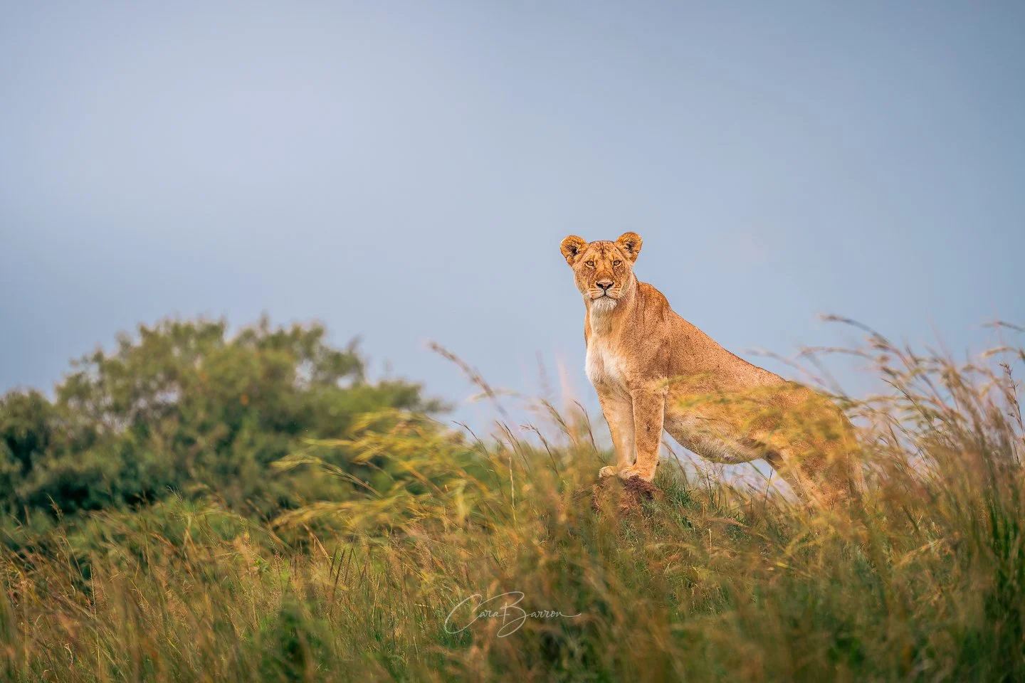 A lioness standing on a grassy hilltop under a clear blue sky, looking directly at the camera.