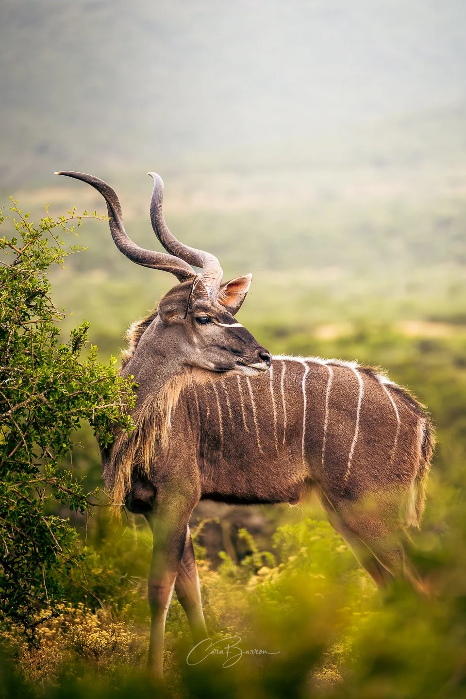 A kudu antelope with long, twisted horns standing amidst green foliage in a natural landscape.