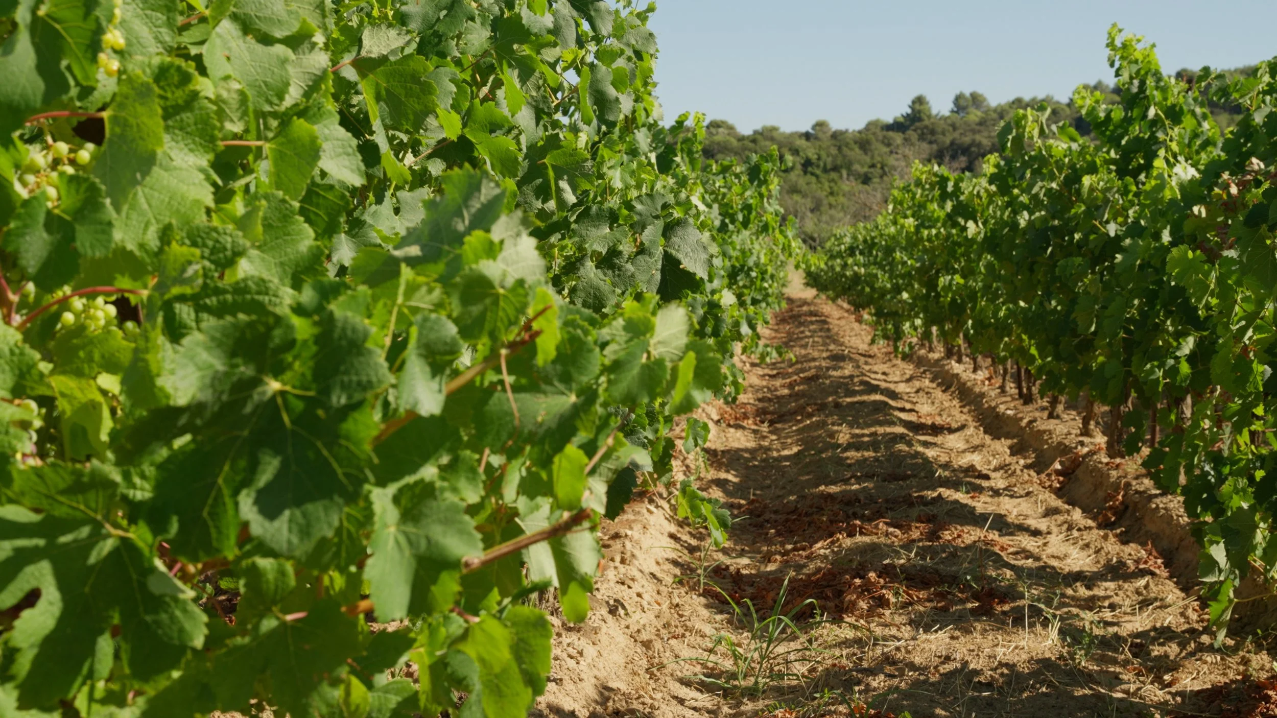 Die Weinlese im Languedoc : Tradition trifft auf Herausforderungen