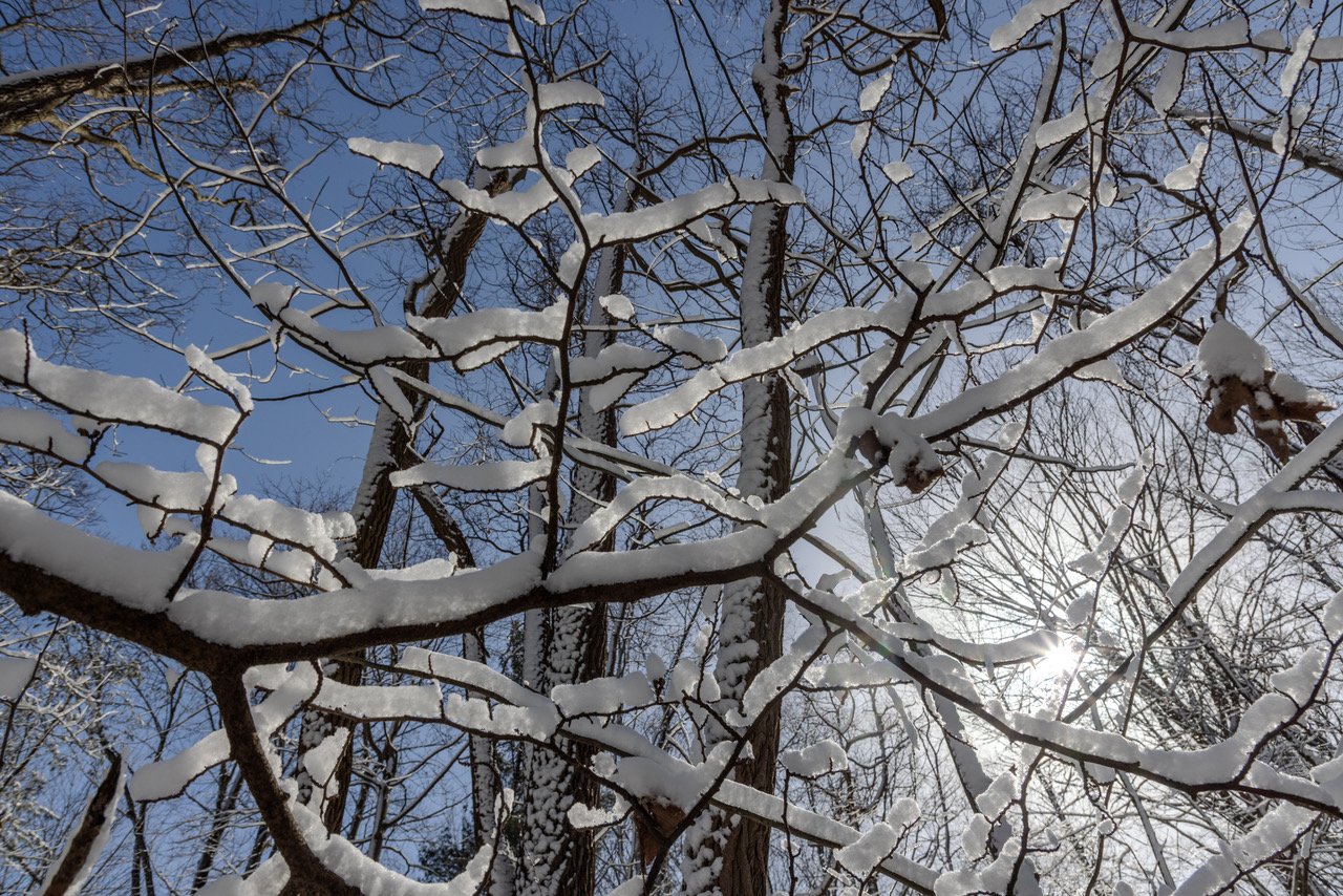 NBAS Nature Study Trails