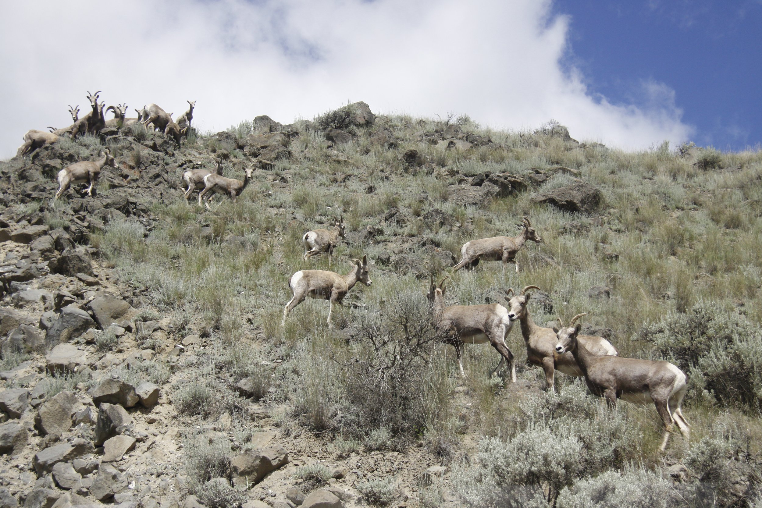 Big Horned Sheep BC. Canada
