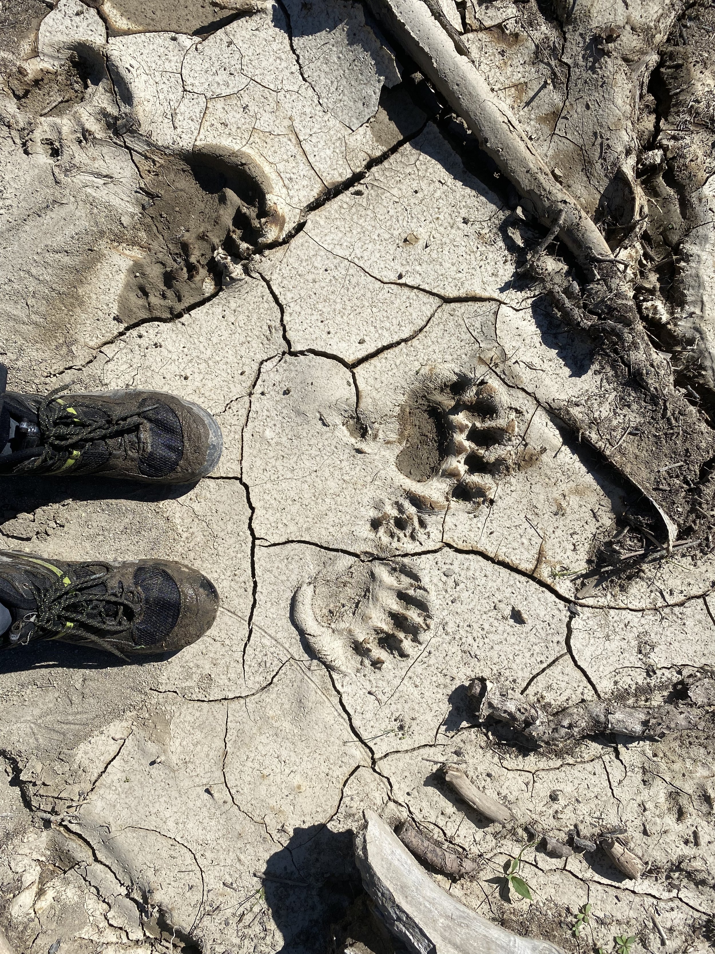 Bear Tracks BC Canada