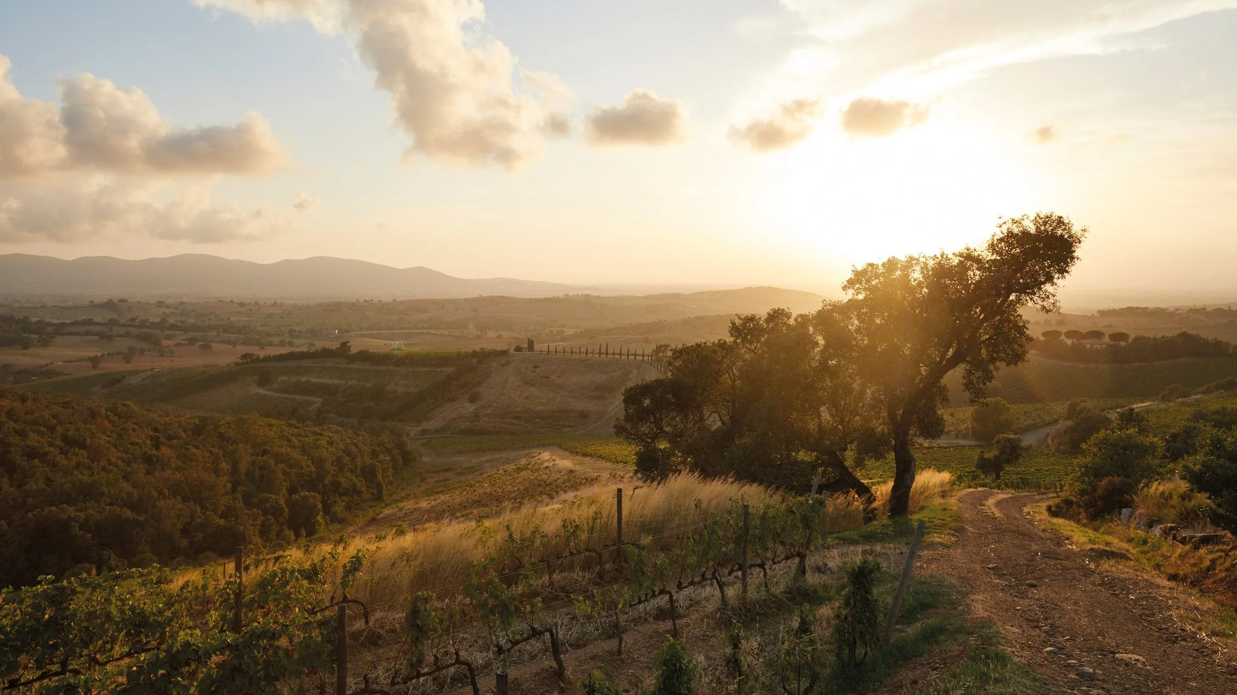 Under The Tuscan Sun