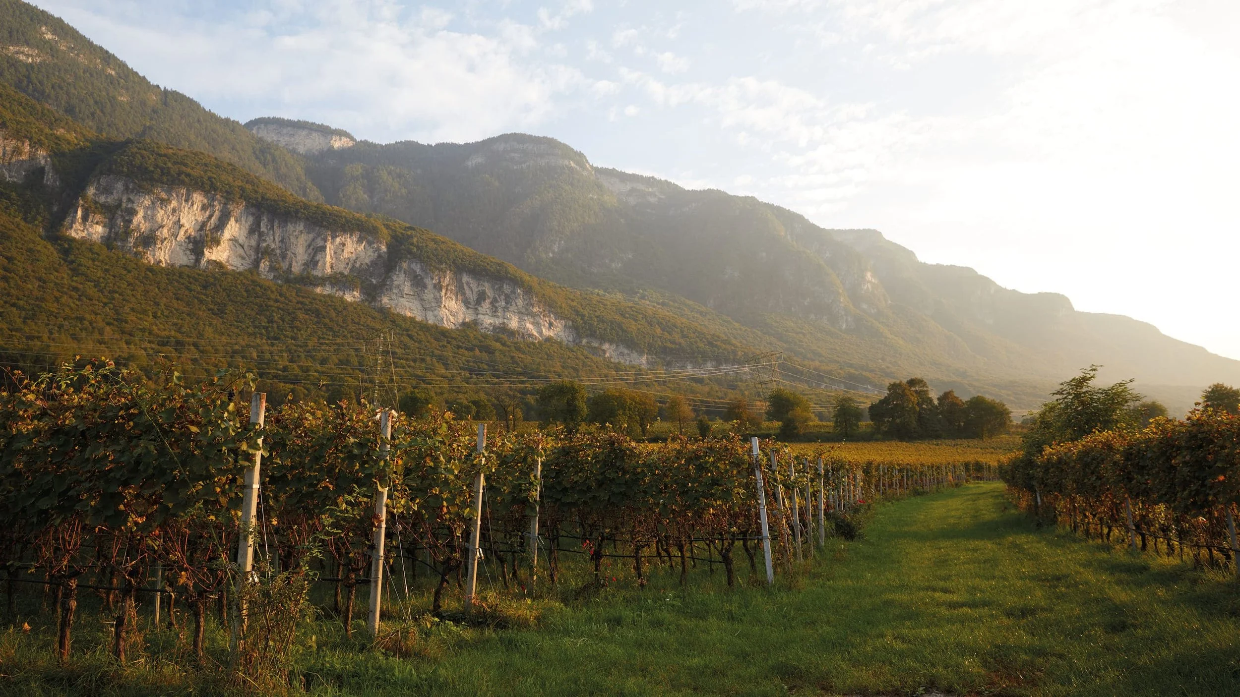 Girlan winery in Alto Adige, Photography ©Helen Cathcart, Spinach