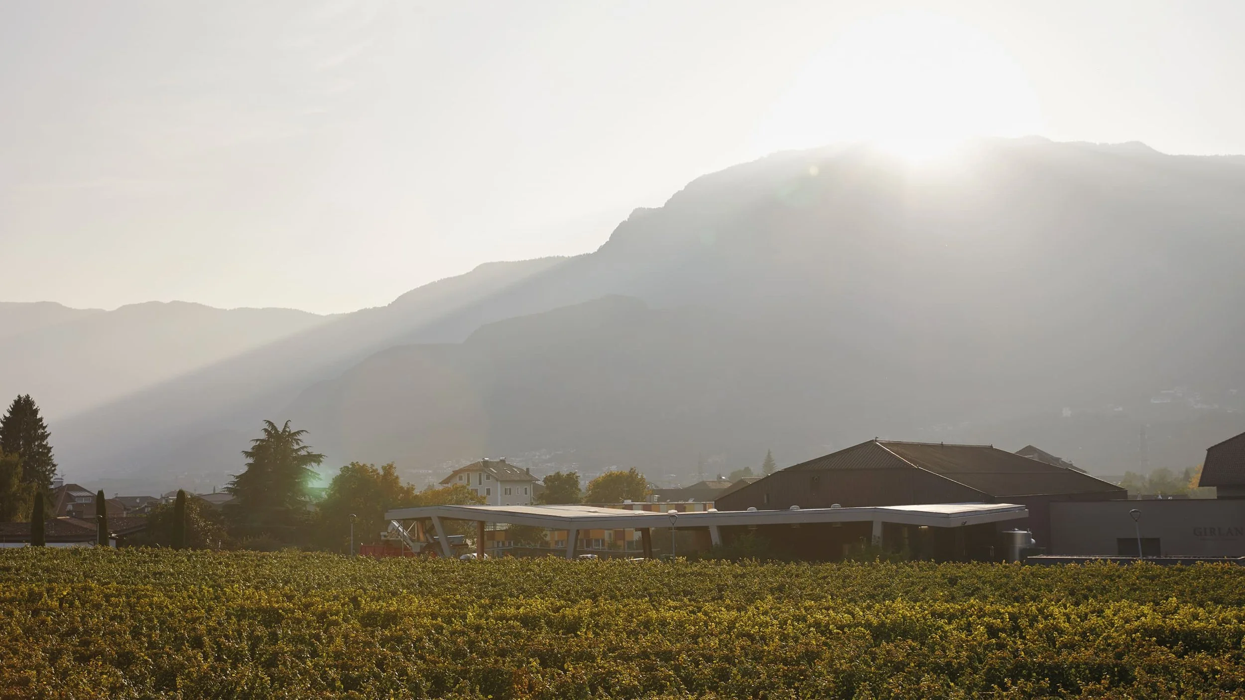 Girlan winery in Alto Adige, Photography ©Helen Cathcart, Spinach