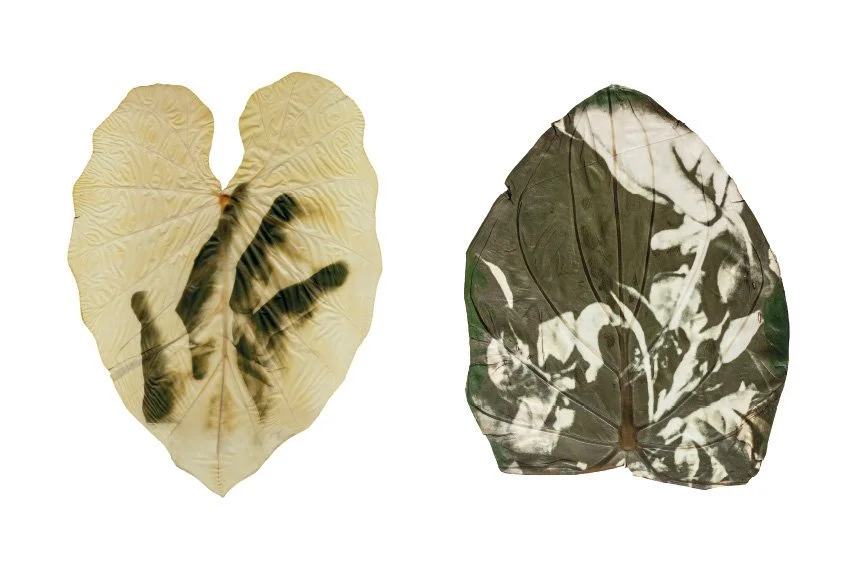 Almudena Romero, The Pigment Change. Chapter I: The Act of Producing. All artwork ©Almudena Romero, collective profile ©Nicolas Jenot