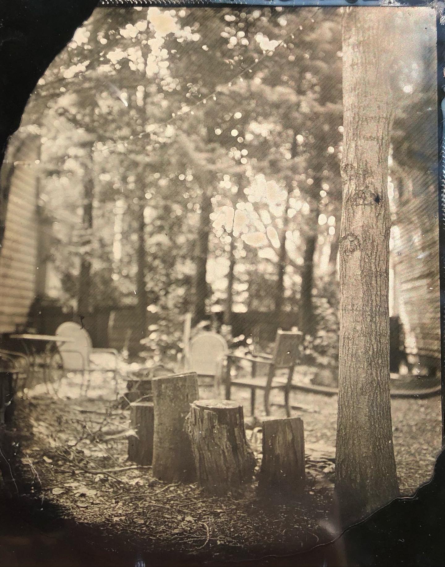 A sweet little wooded scene in what might be Riverwest&rsquo;s coziest backyard @riverpressmke. 
 
#wetplatecollodion #tintype #ferrotype #tintypephotography #largeformatphotography #alternativeprocessphotography #naturallighttintype #milwaukeephotog