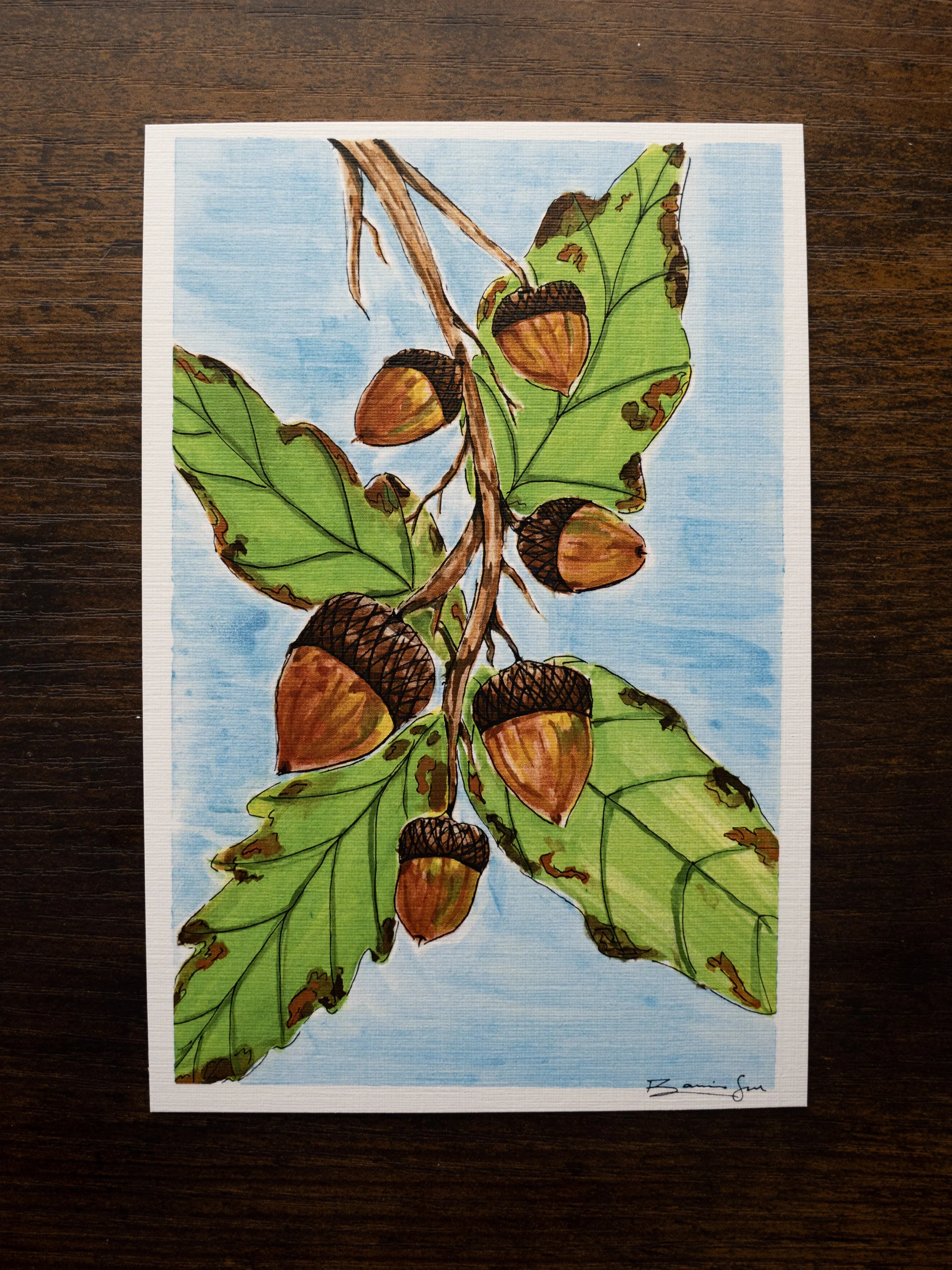 acorn_plain.jpg