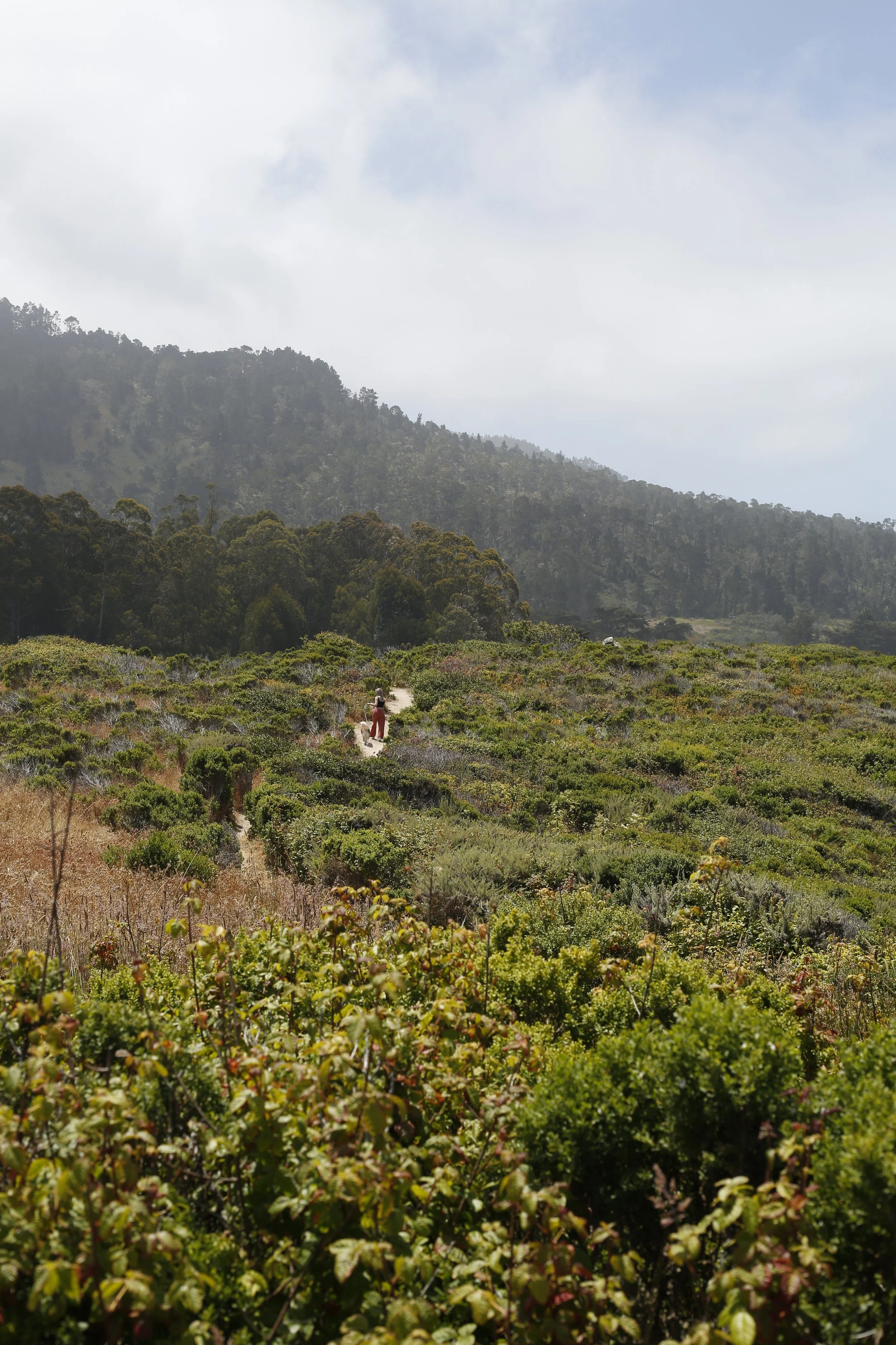 Complete Guide to Dog-Friendly Trails on the Monterey Peninsula