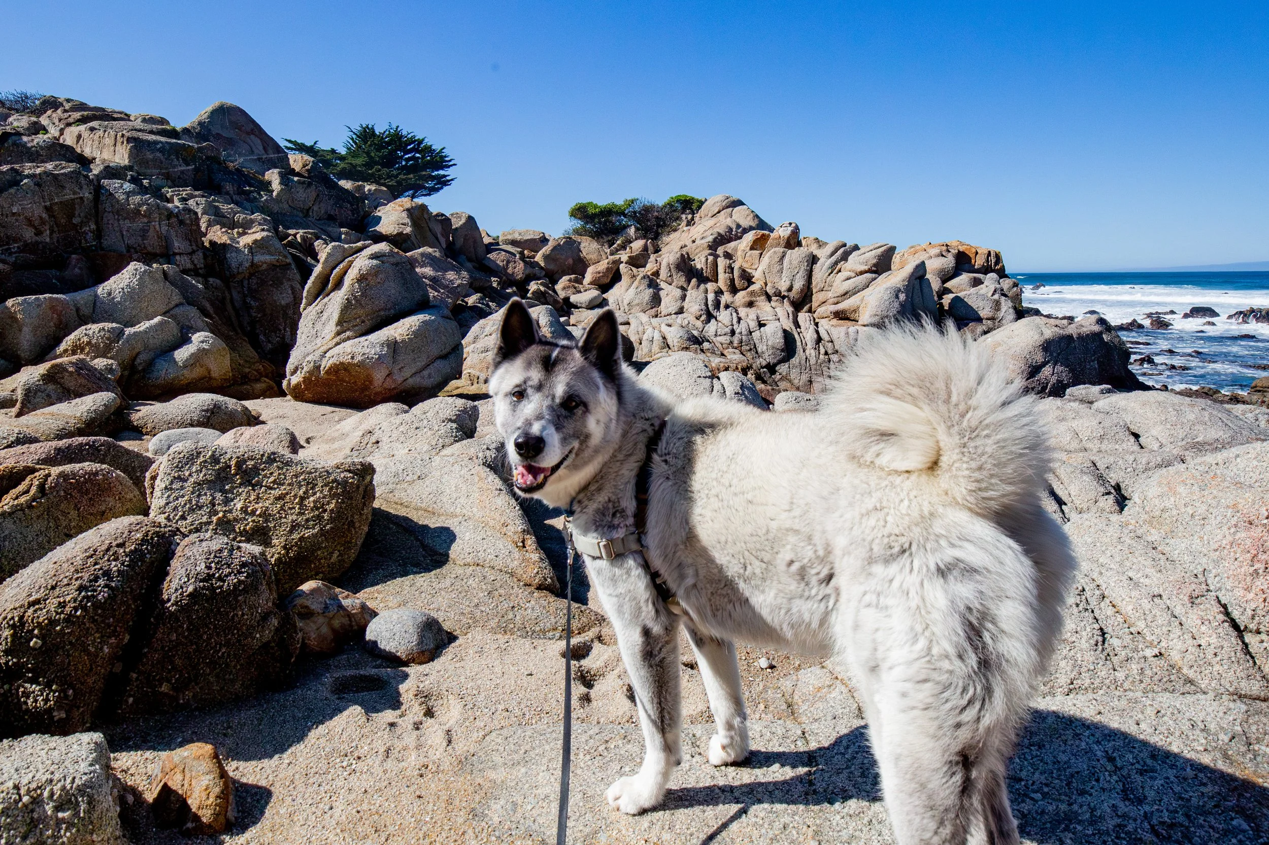 Complete Guide to Dog-Friendly Trails in Pacific Grove, California