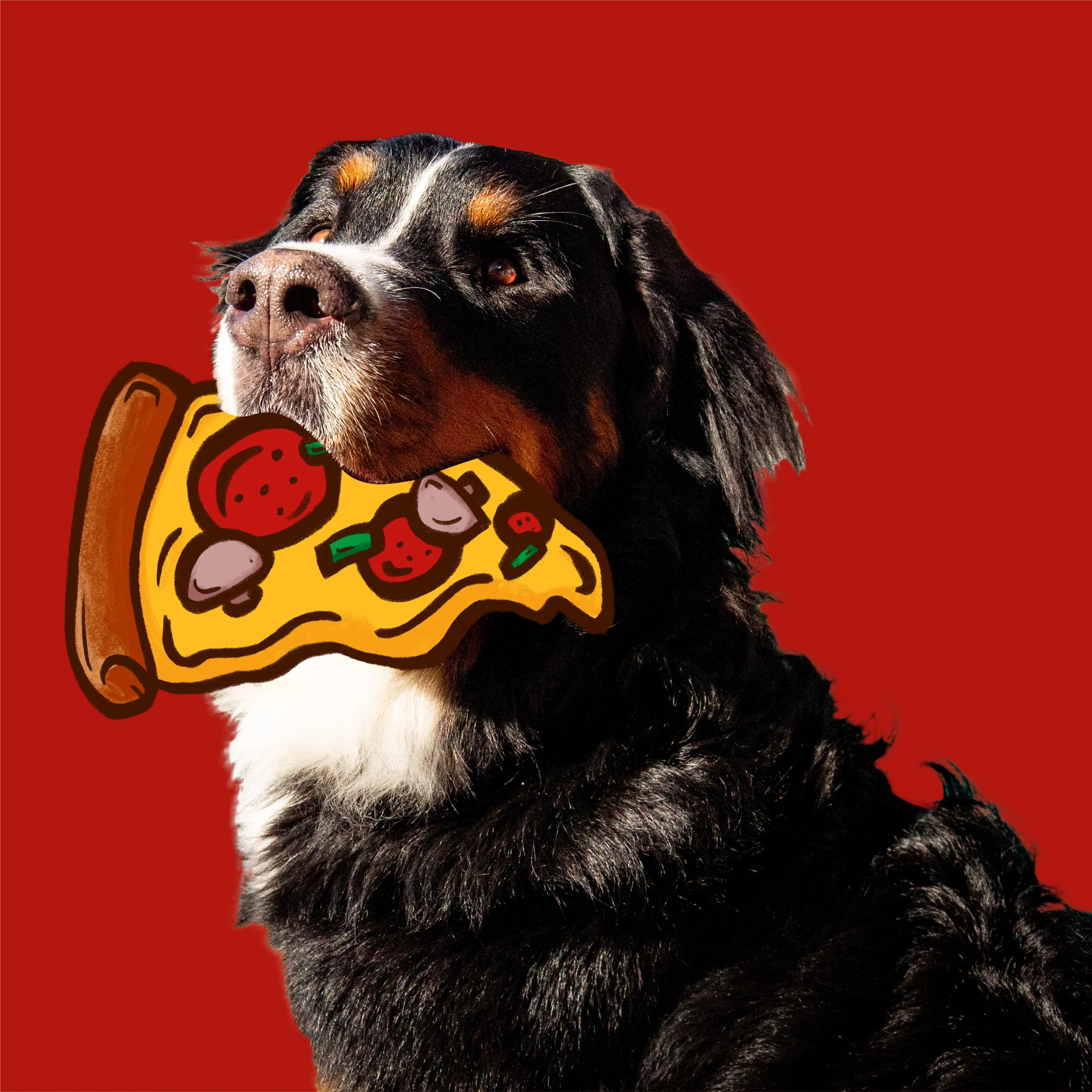 A Bernese Mountain Dog with a cartoon-style pizza slice in its mouth, set against a solid red background.