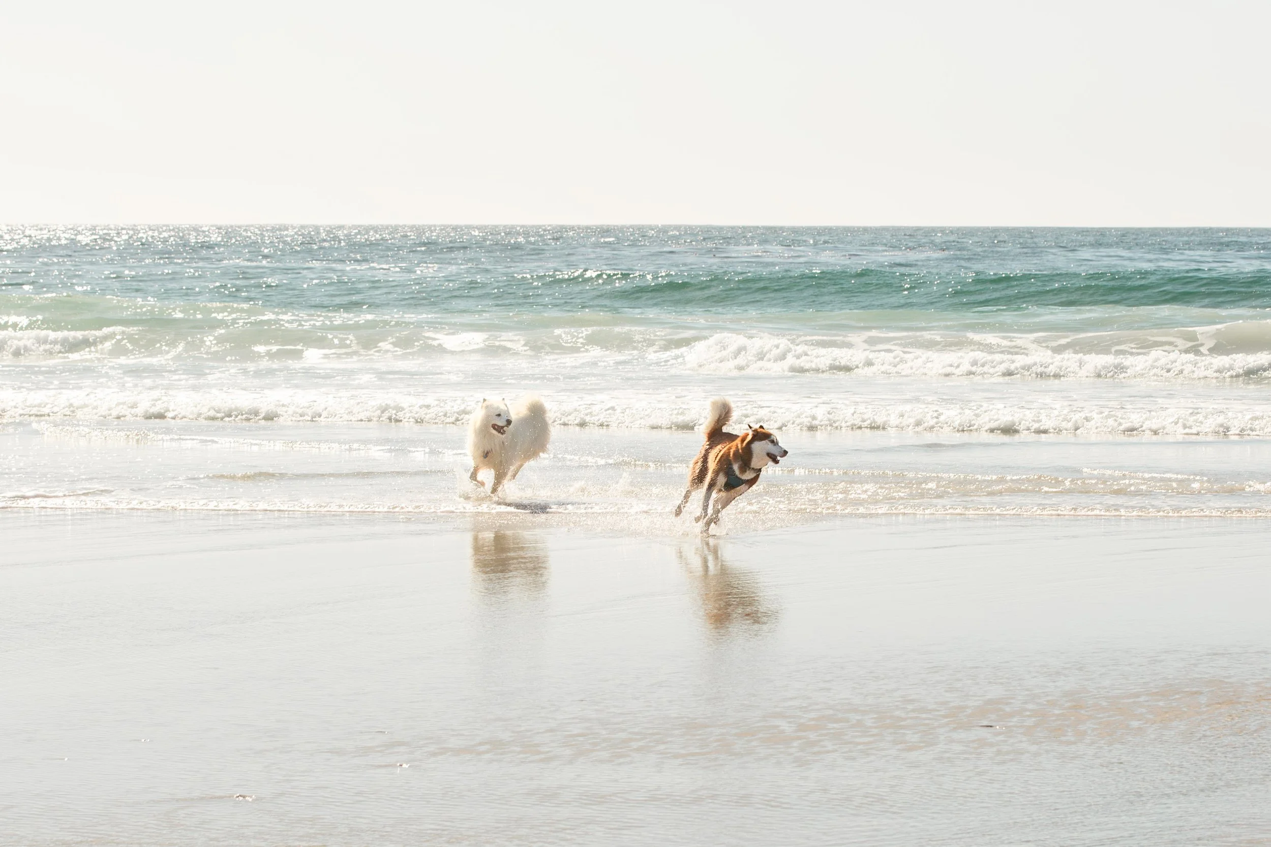 Two dogs playing and running on a sandy beach near the ocean waves.