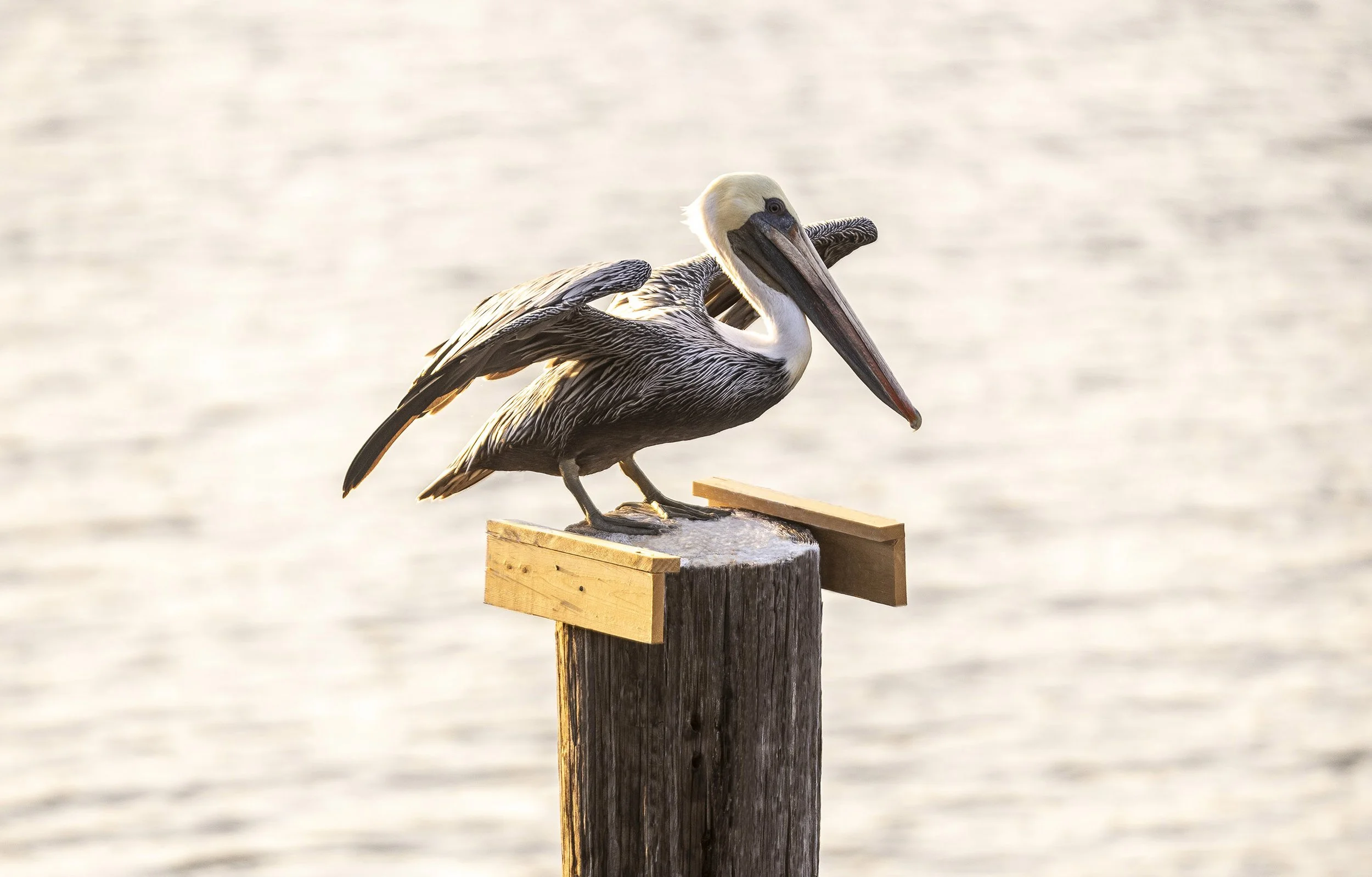 pelican on post.jpg