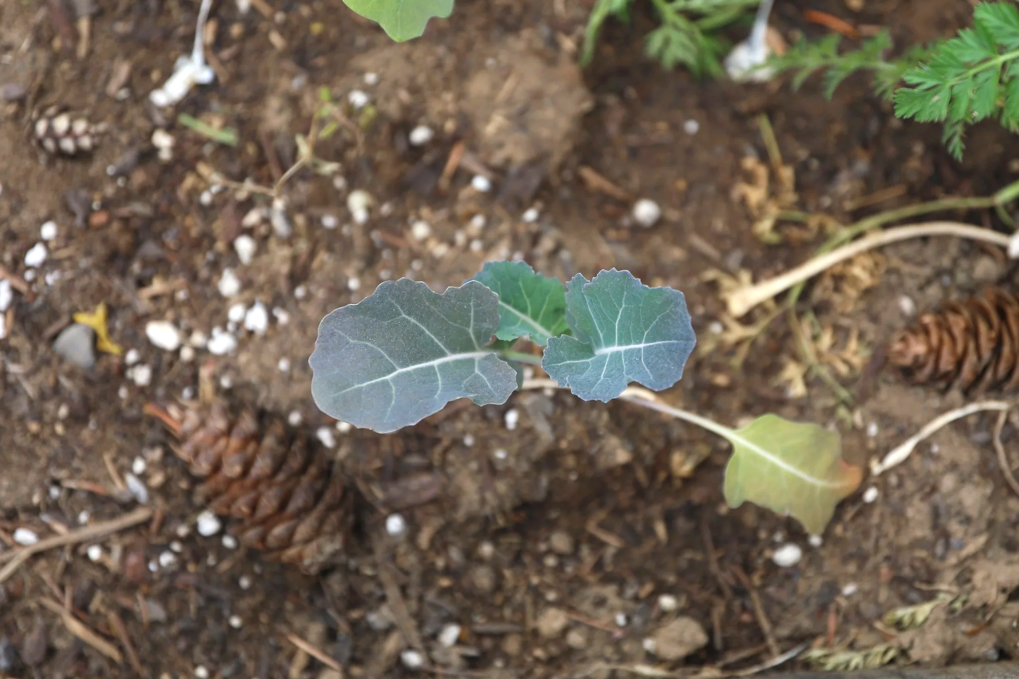 A broccoli plant planted in dirt.