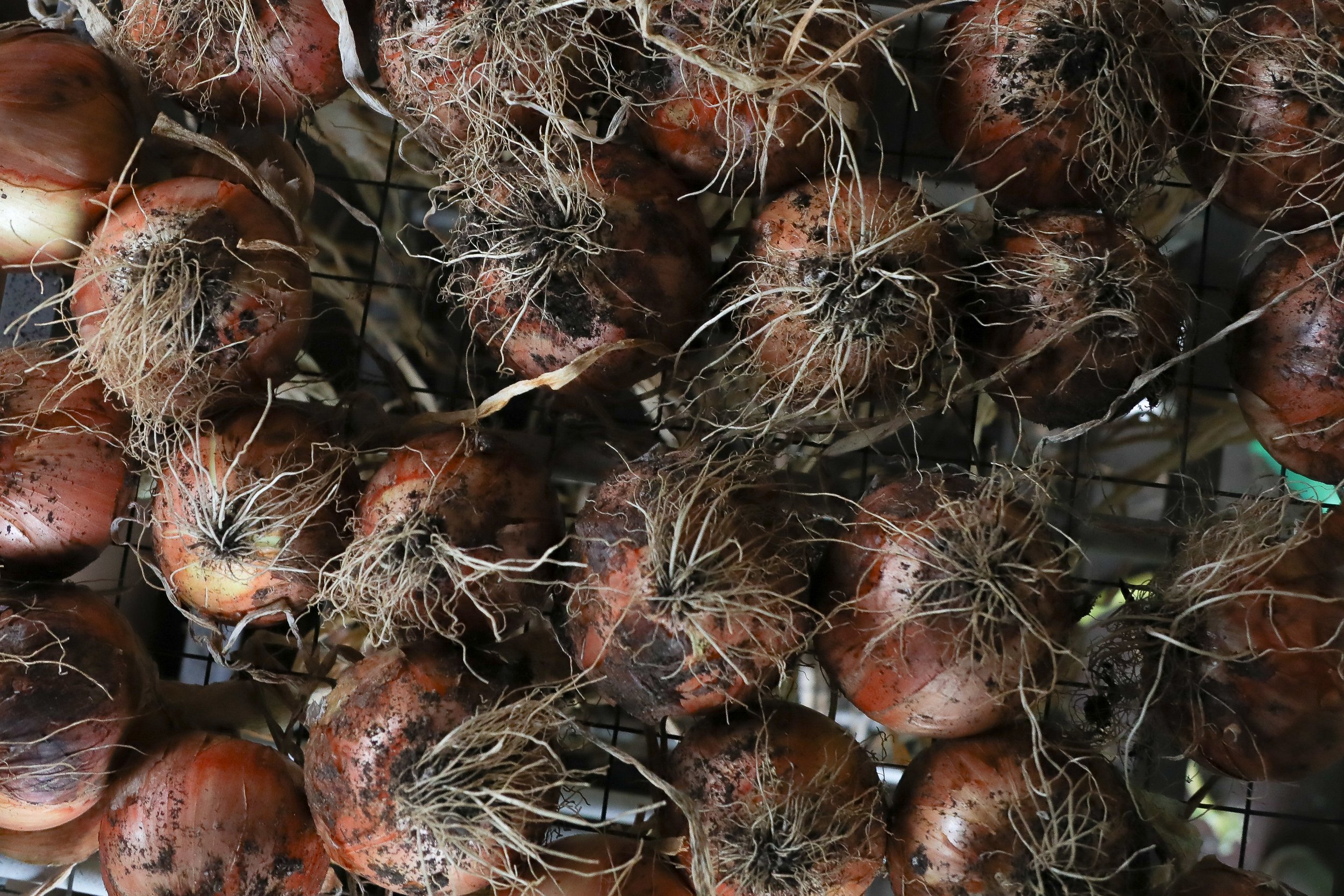 several onions drying on a rack.