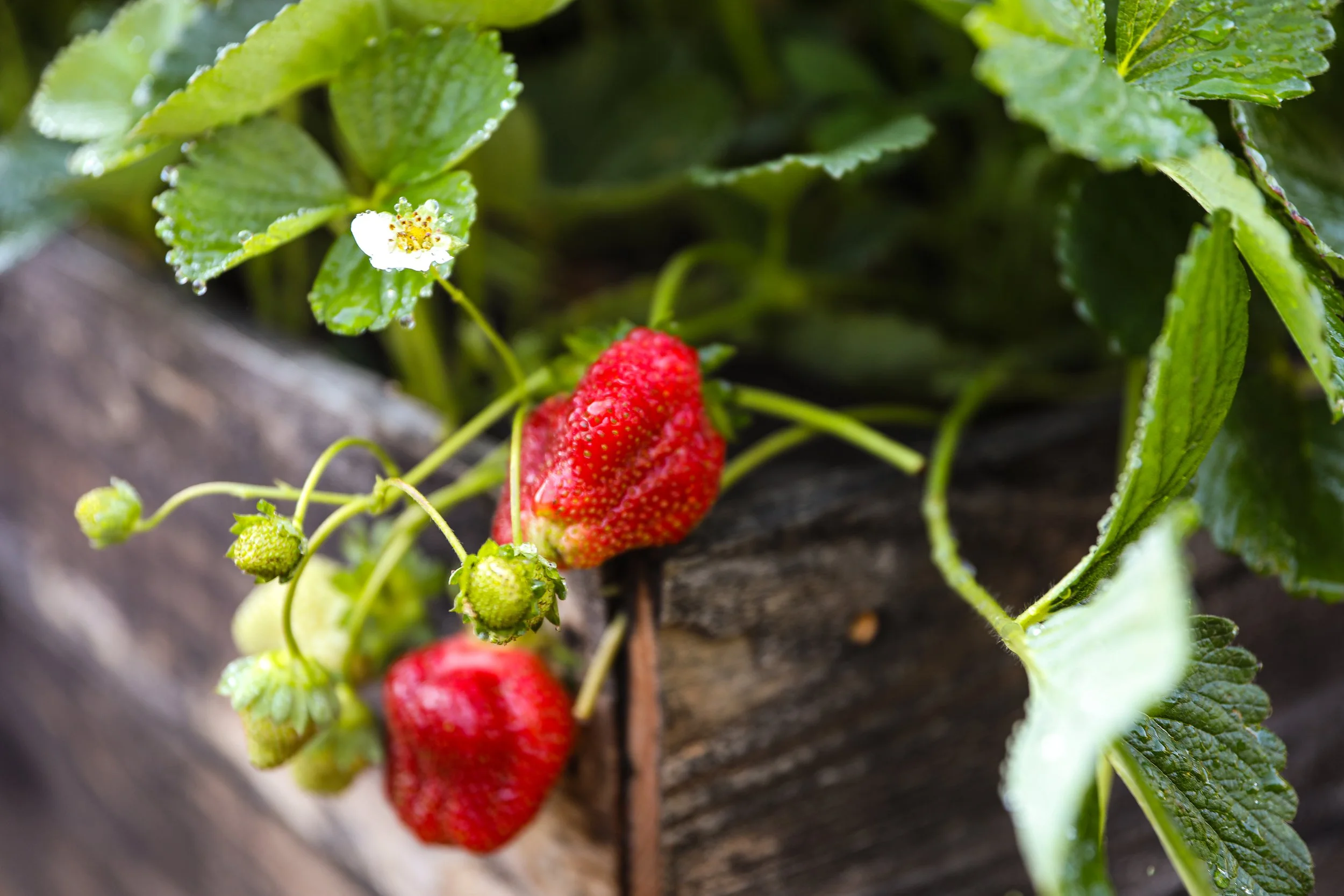 How to Care for Everbearing Strawberries in August and September