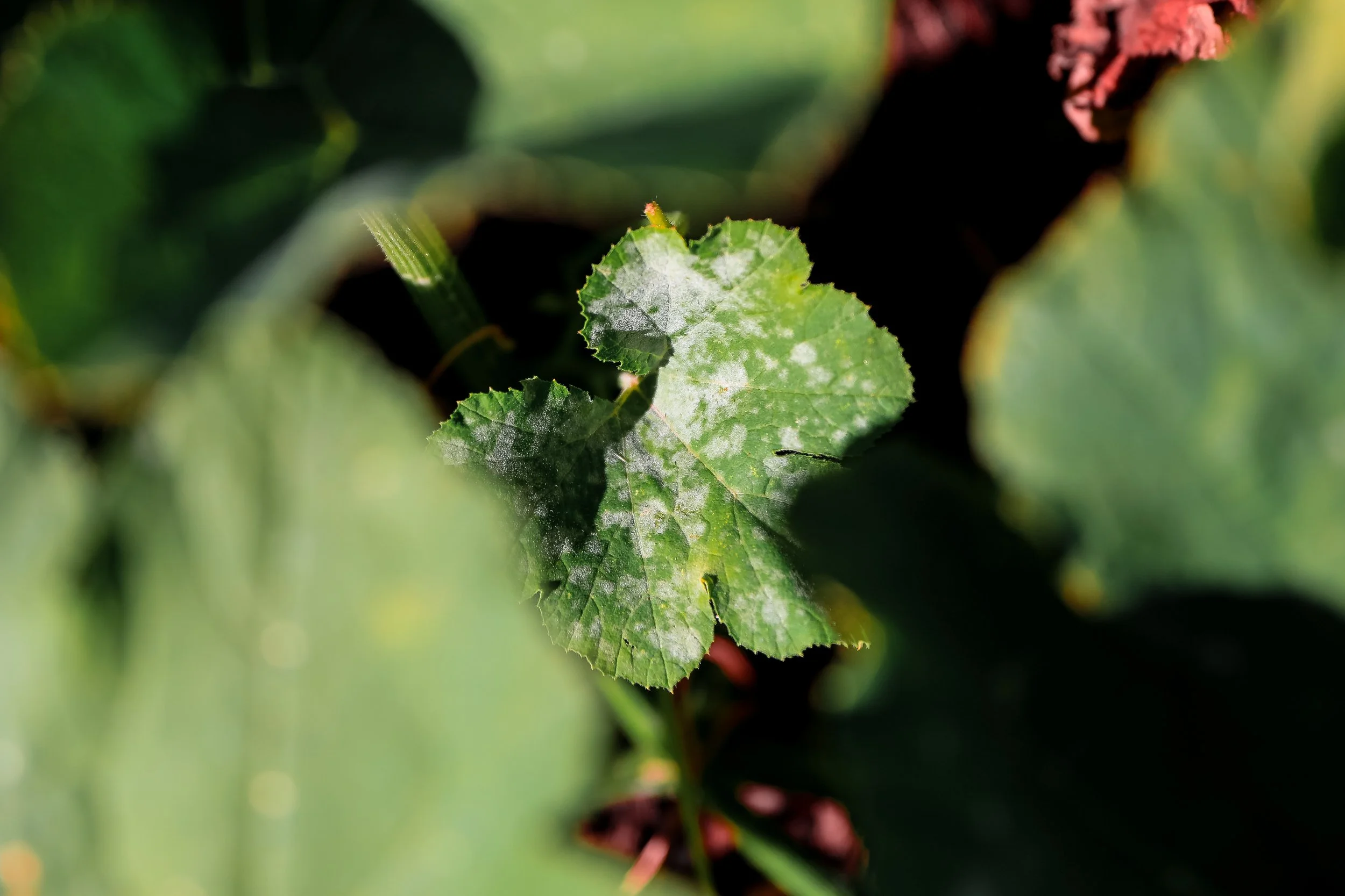 OH NO! Powdery Mildew in my pumpkins, now what?