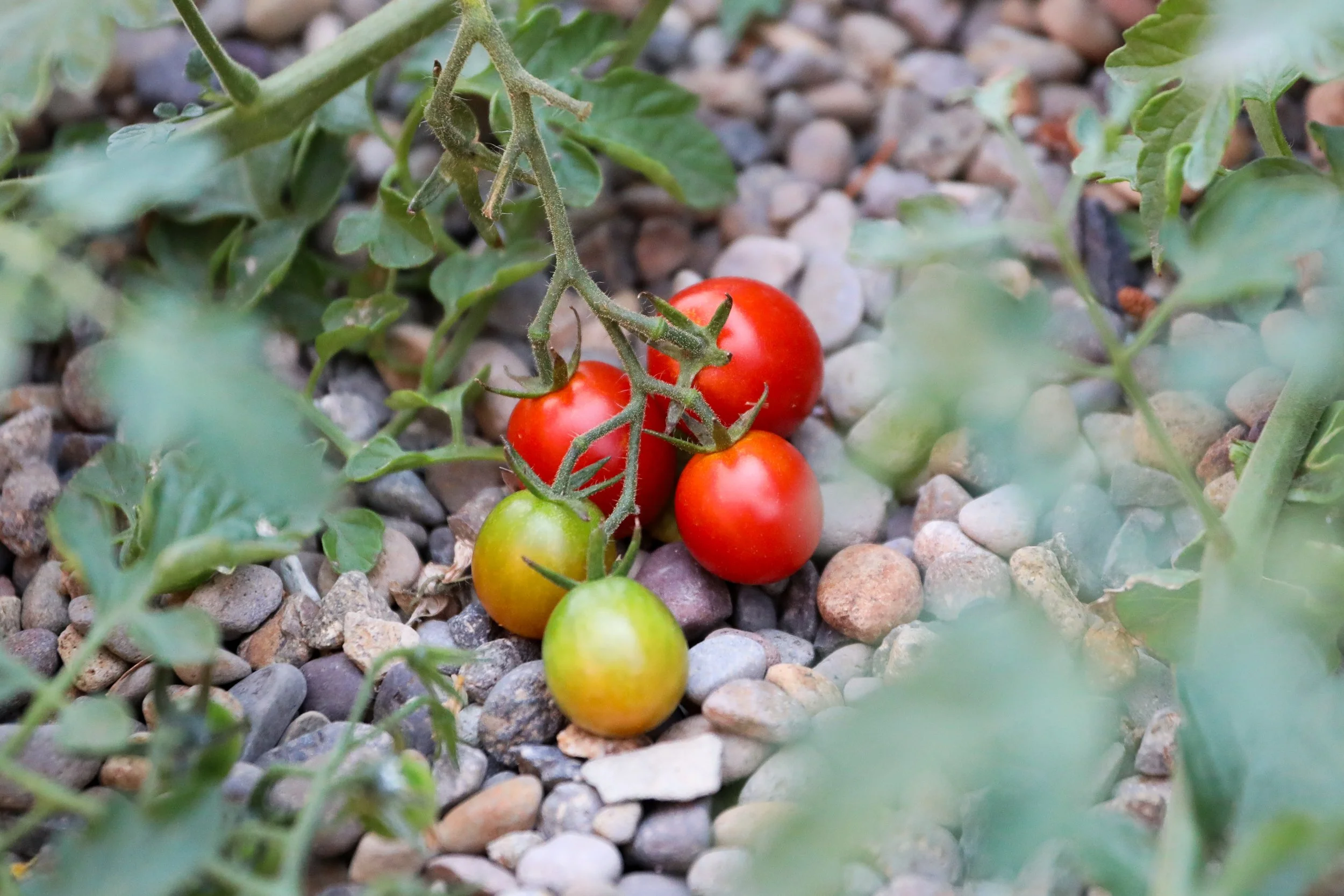Dry Farming Tomatoes: Lessons From a Volunteer Vine