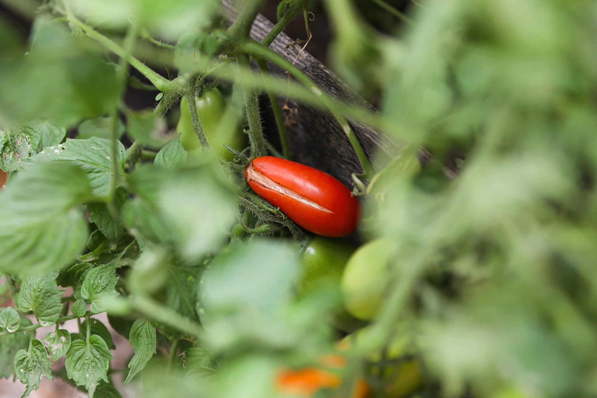 What to Do When Your Tomatoes Split: Causes, Fixes, and Prevention