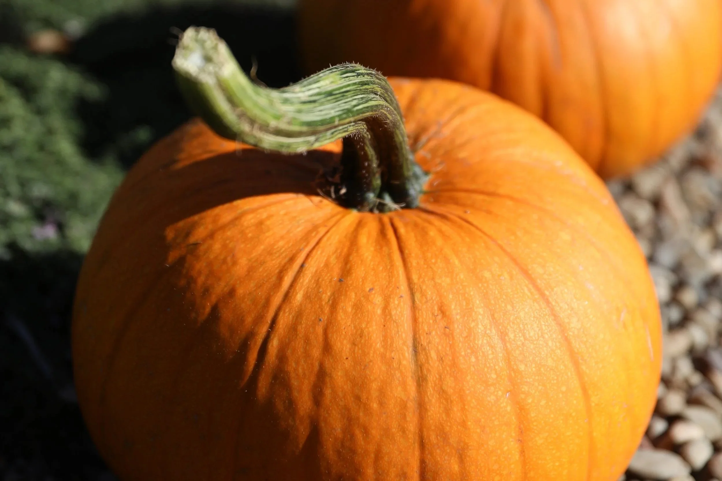 From Porch to Pie: Getting the Most Out of Your Homegrown Pumpkins