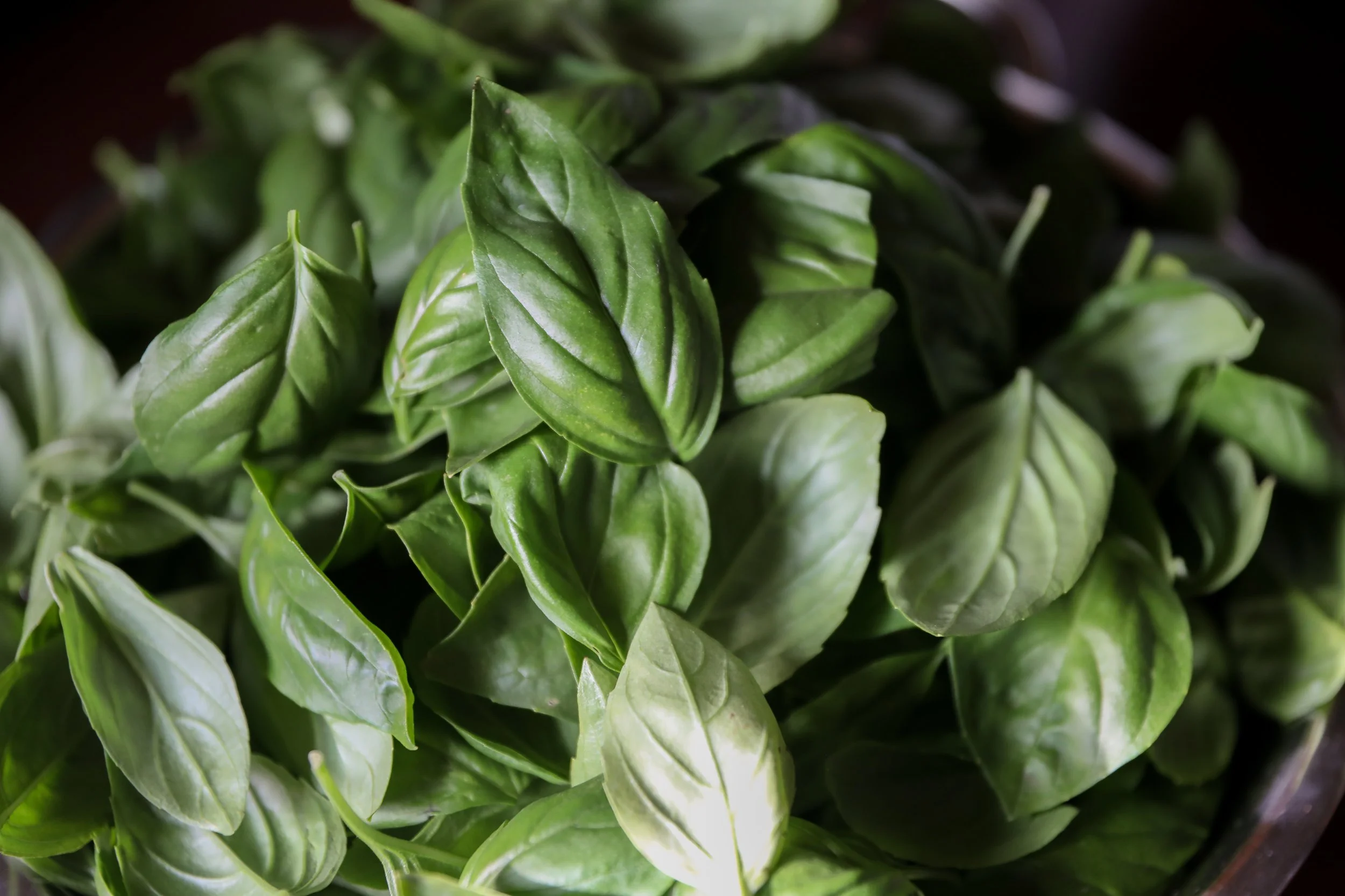 How to Dry Basil in a Food Dehydrator: Step-by-Step Guide for Garden Abundance