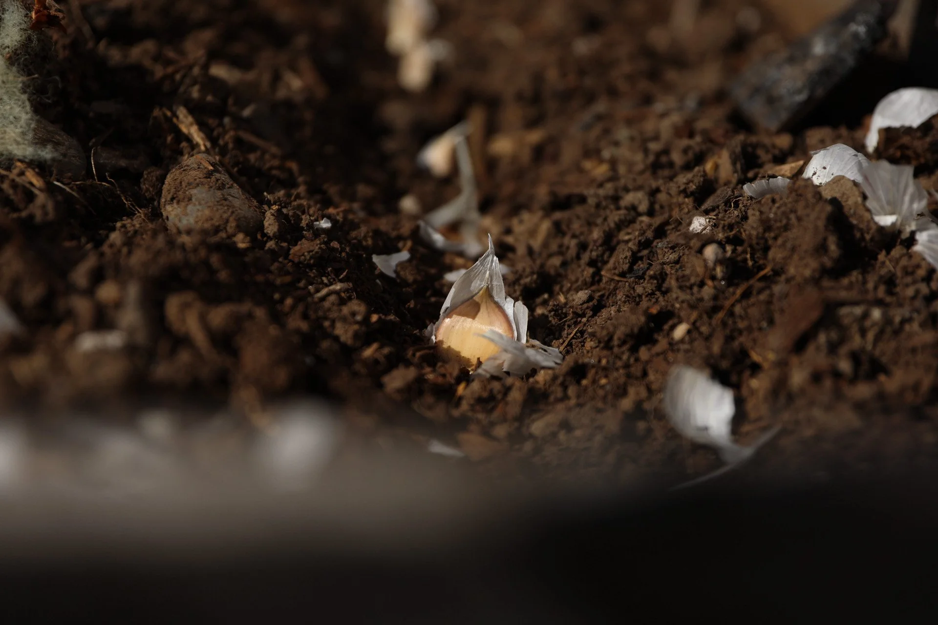 Planting Garlic in the Fall: A Little Less Garlic, a Lot More Common Sense
