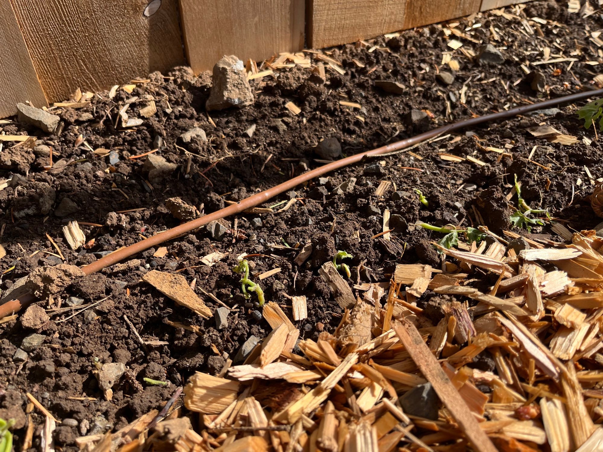 Banish the Roly-Poly: How to Keep Pill Bugs from Mowing Down Your Seedlings
