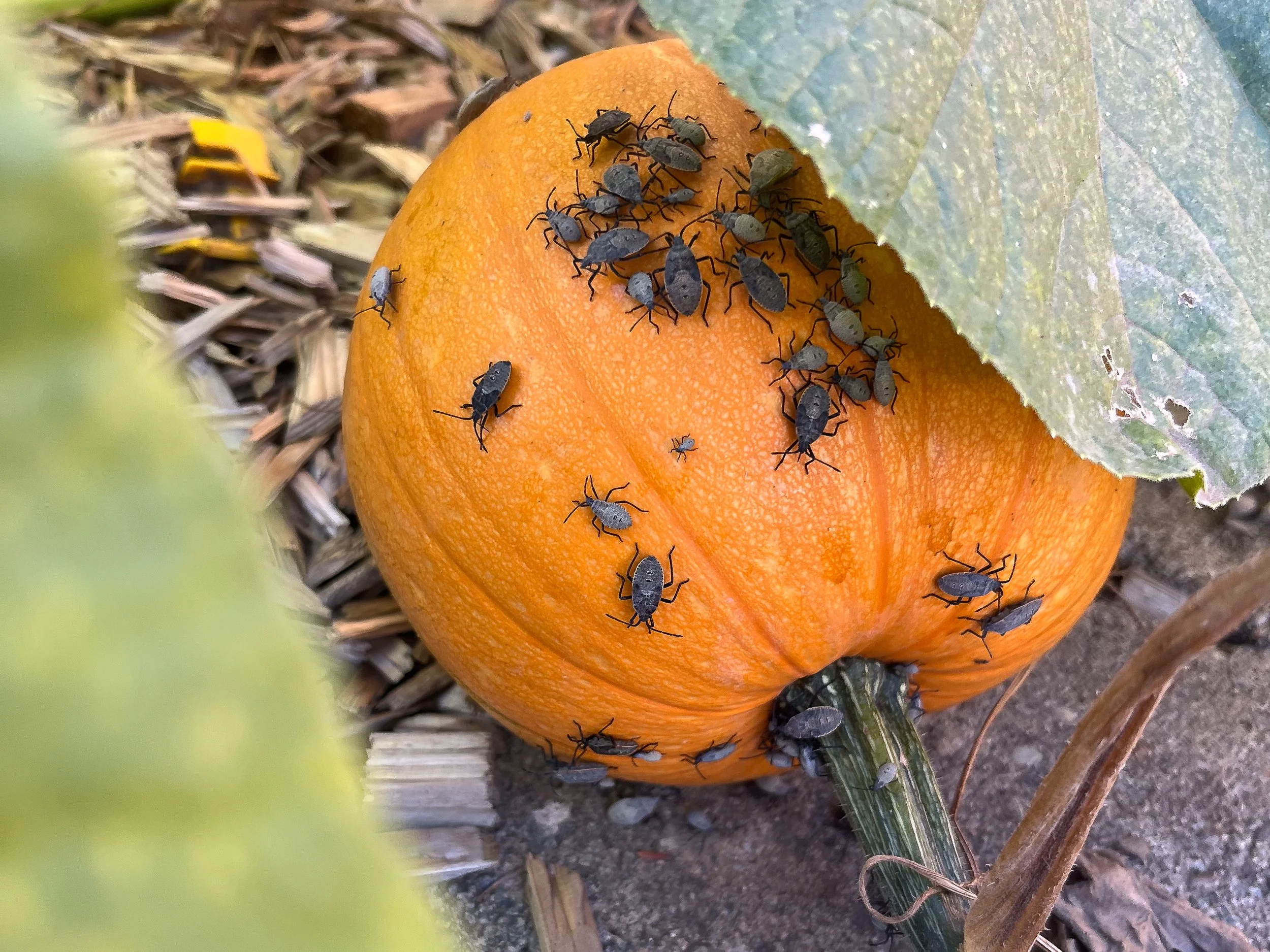 I’ve Never Dealt With Squash Bugs…Until This Year