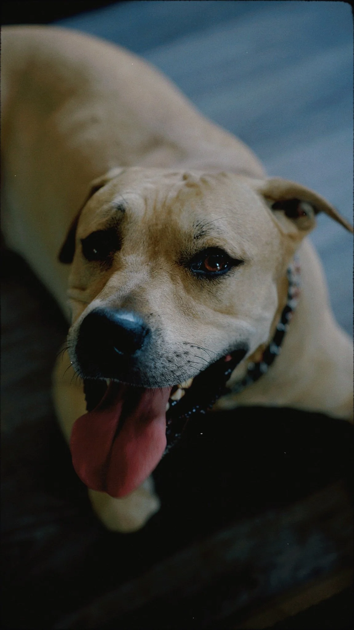 Rosin The Pitbull | 2022