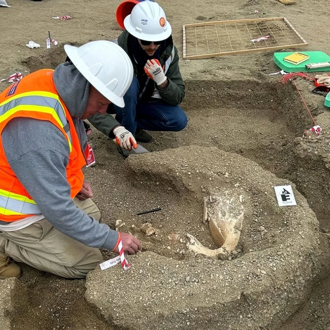 16,000 Year Old Columbian Mammoth Discovery &amp; Recovery