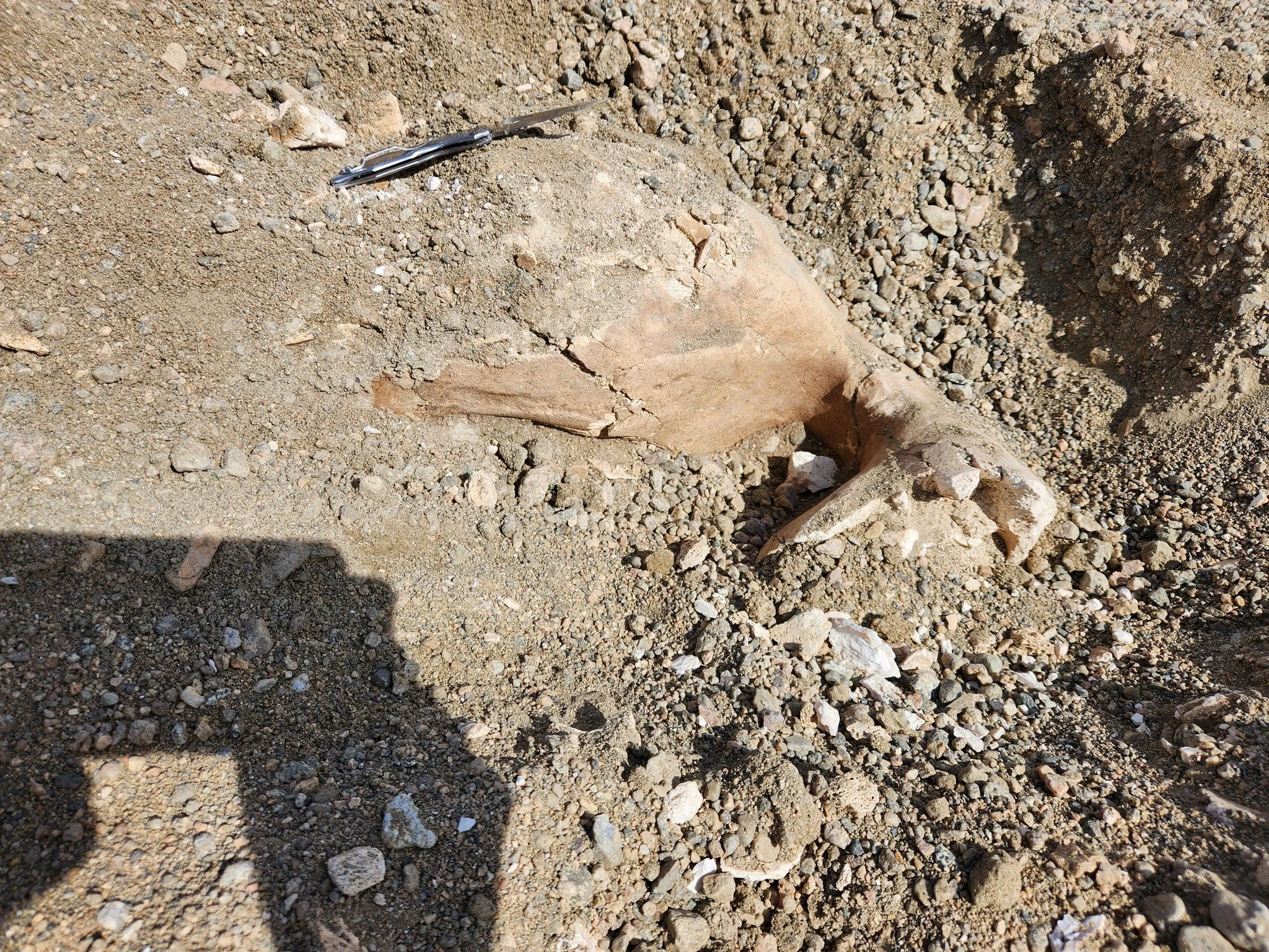 Check out our latest blog post! 
Discover how a routine workday in Kern County turned into an over 16,000 year old breakthrough. Learn how our specialized WEAP training empowered our team and the @sdnhm team to identify and protect these incredible C