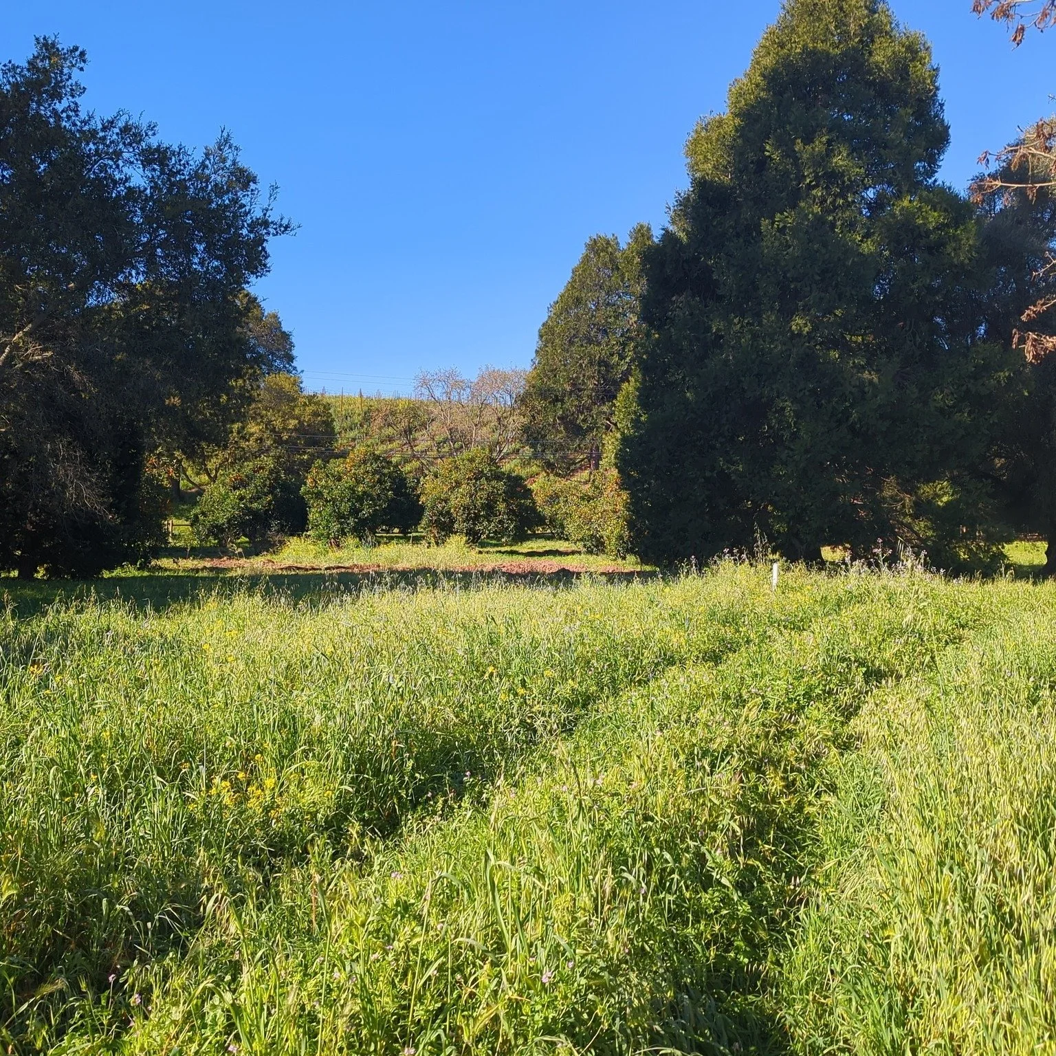 Spring marks the official start of peak field season for BCR Consulting. With winter rains subsiding and clear visibility across the landscape, our team is back on the ground conducting cultural resource surveys. 
Happy first day of spring from the B