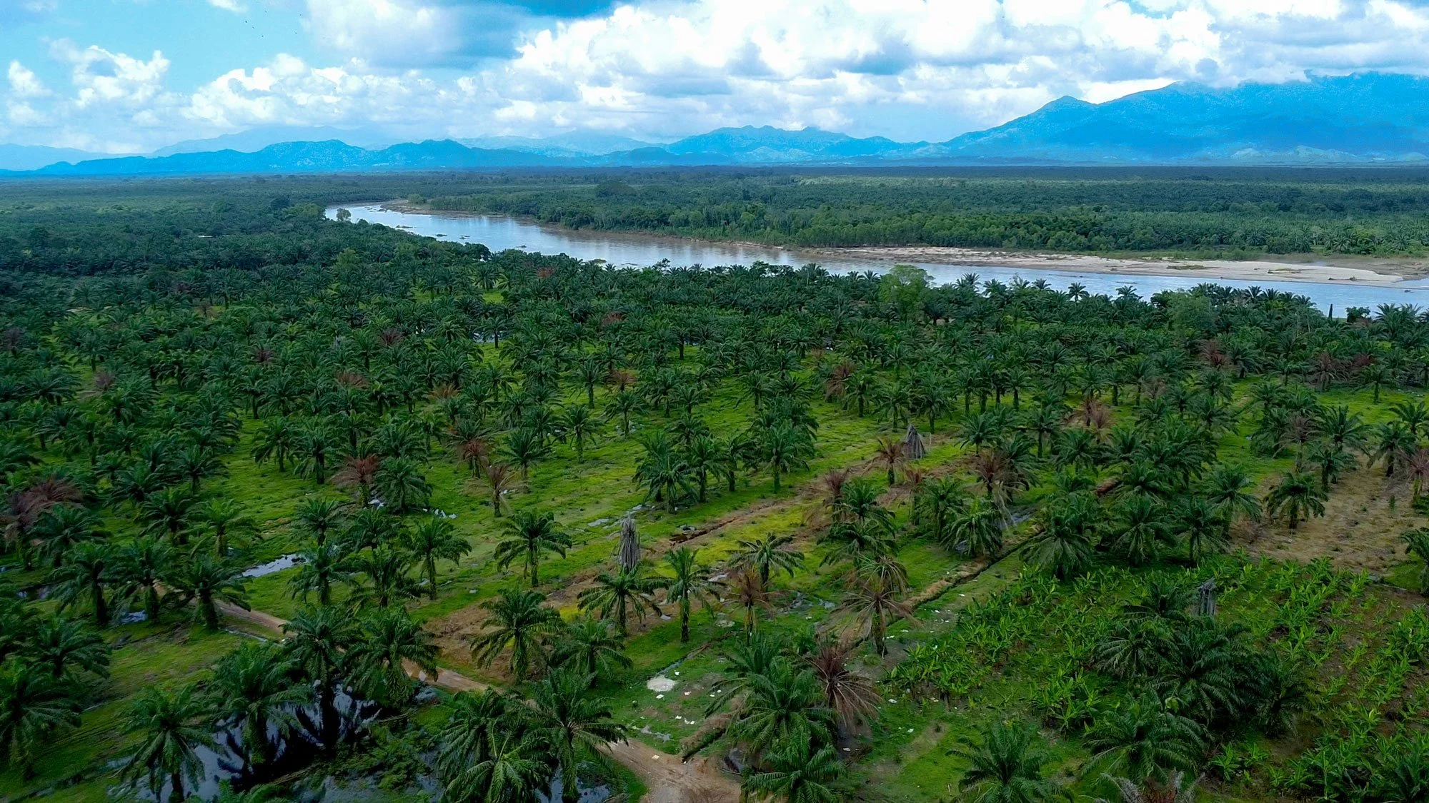 Aguán News Alert | March 2026