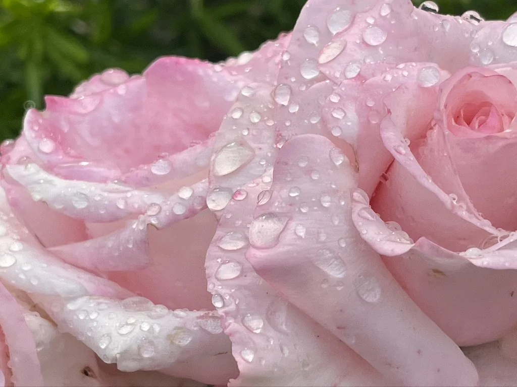 Close-up of pink rose petals with water droplets on them.