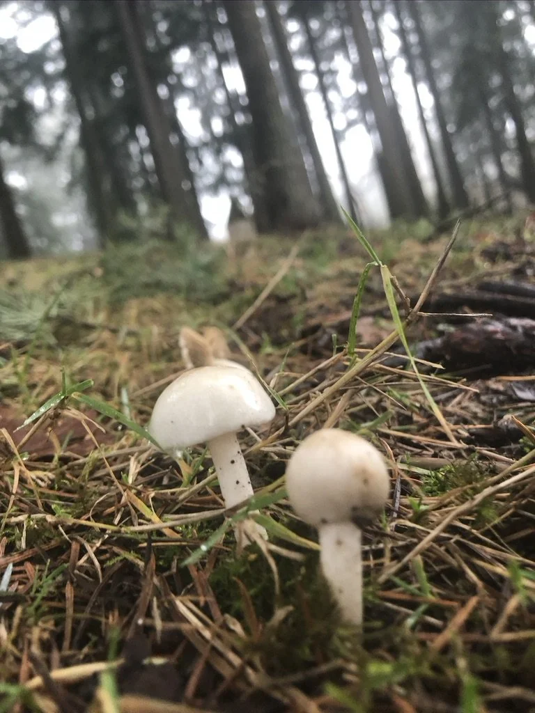 Two small white mushrooms growing among grass and twigs on a forest floor with trees in the background.