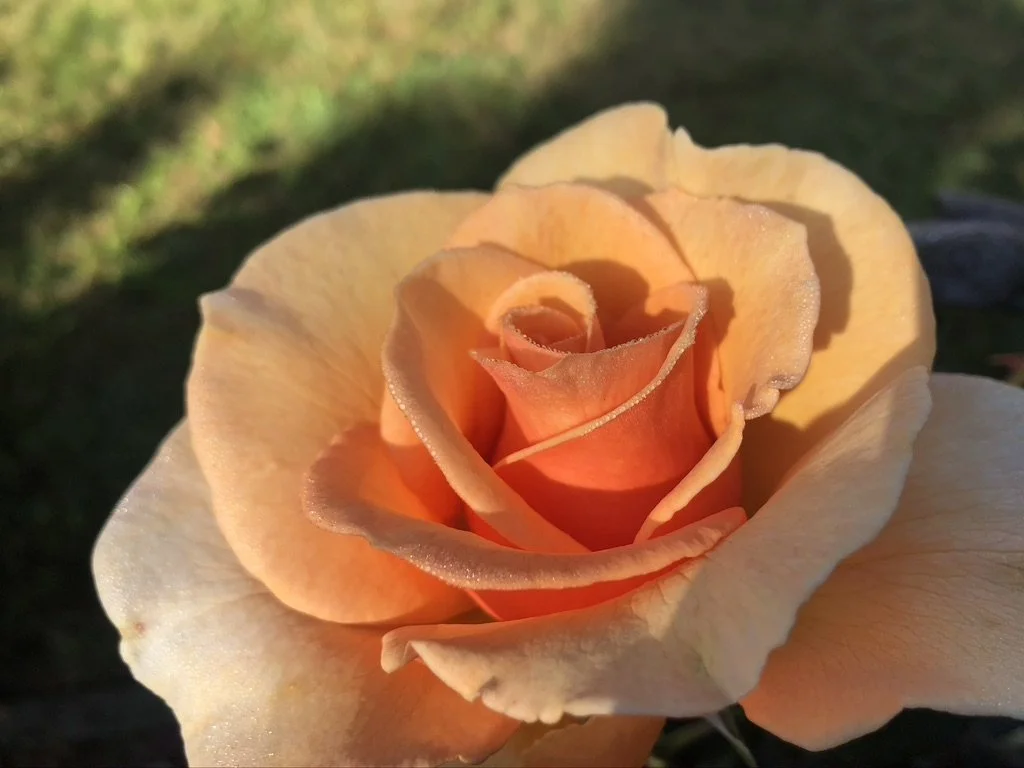 Close-up of a peach-colored rose with dew drops on the petals, outdoors with a blurred green background.