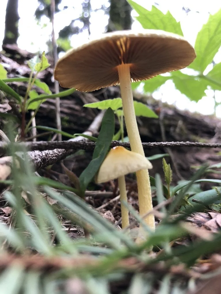 Close-up of two mushrooms growing among green grass and brown leaves in a forest, viewed from below.