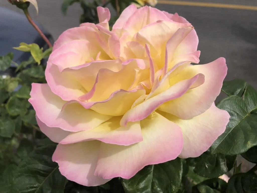 Pink and yellow rose flower with green leaves in the background.