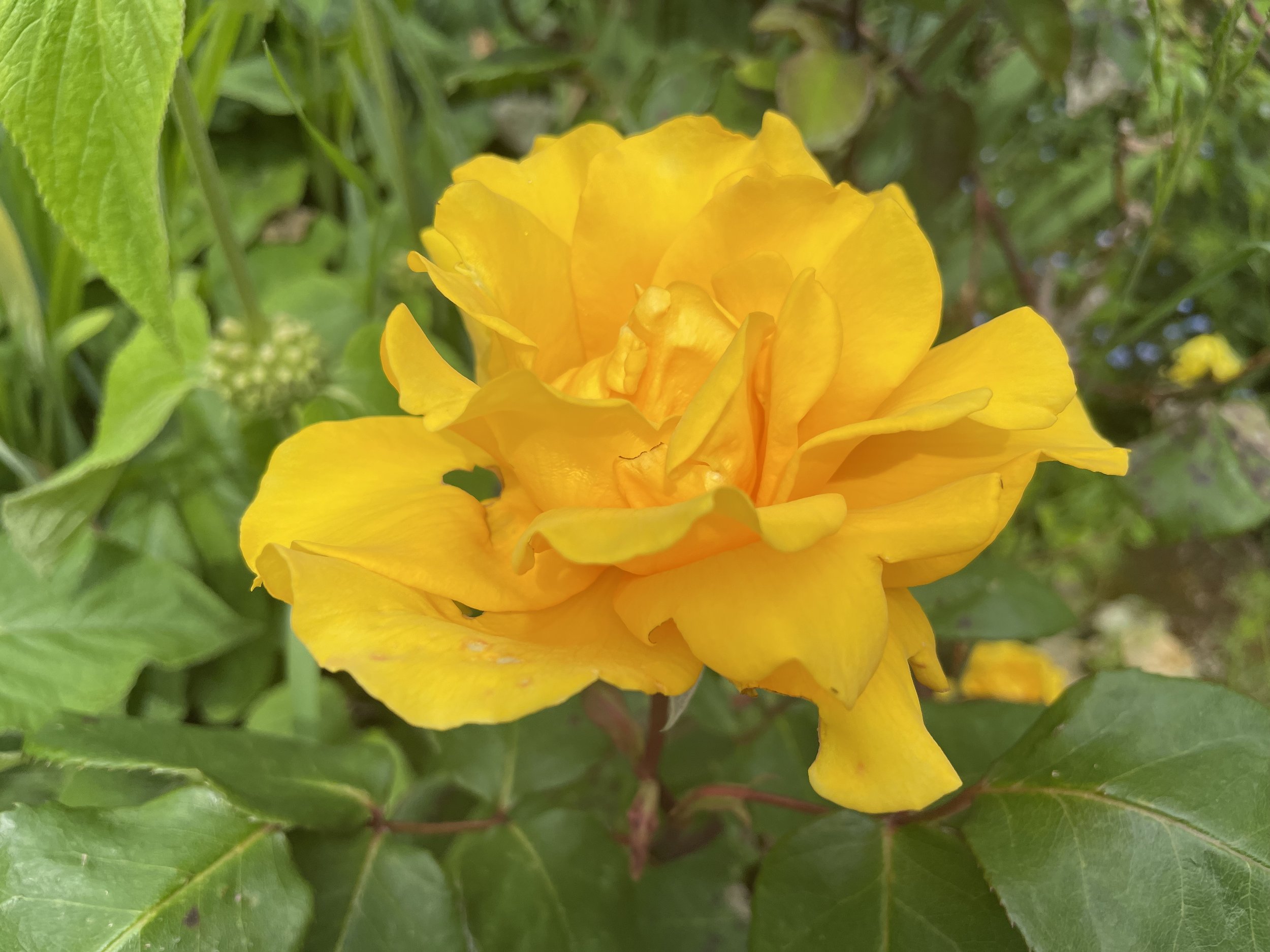 A close-up of bright yellow flower petals surrounded by green leaves.