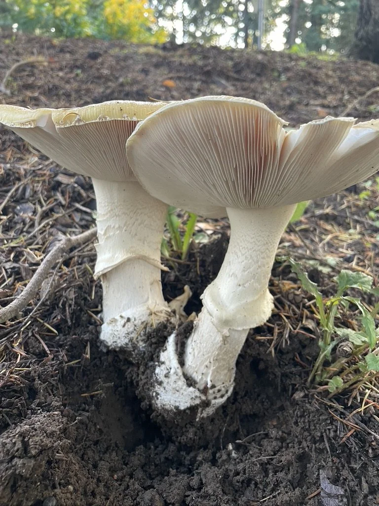 Close-up of two white mushrooms growing from dark soil with small plants nearby, in an outdoor setting with trees and sunlight in the background.