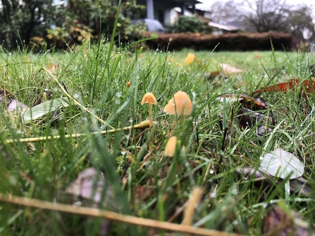 Close-up of small orange mushrooms growing among wet green grass and fallen leaves in a backyard.