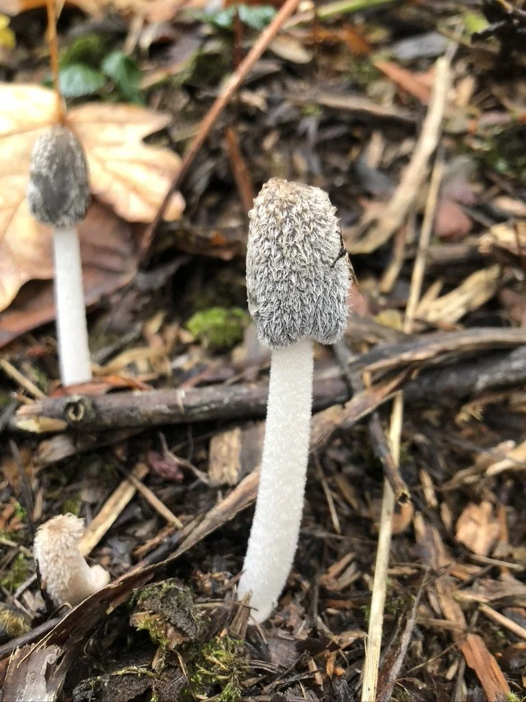 Close-up of two Phallus impudicus mushrooms growing among forest leaf litter and twigs.
