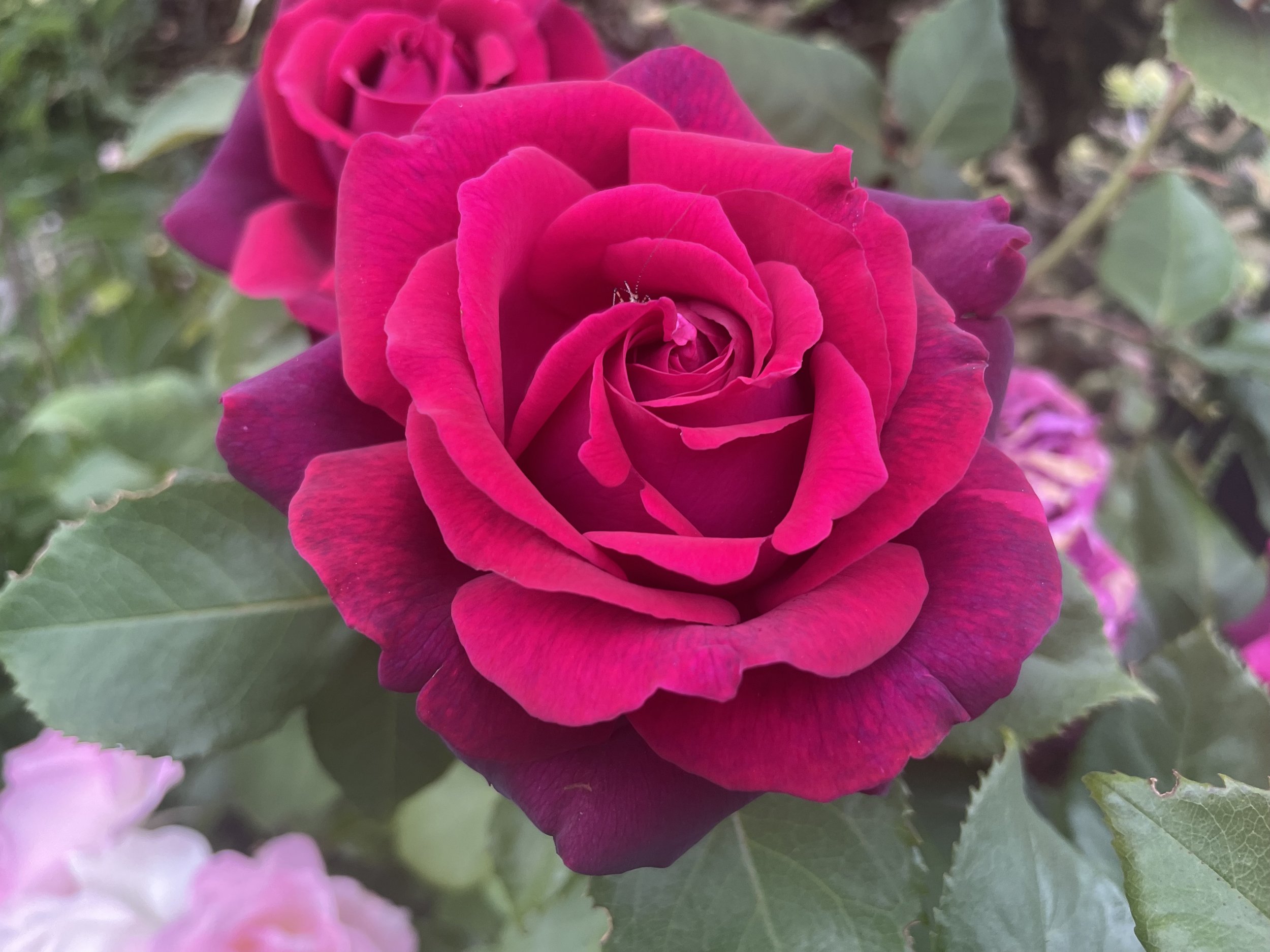 Close-up of a vibrant pink rose in full bloom surrounded by green leaves.