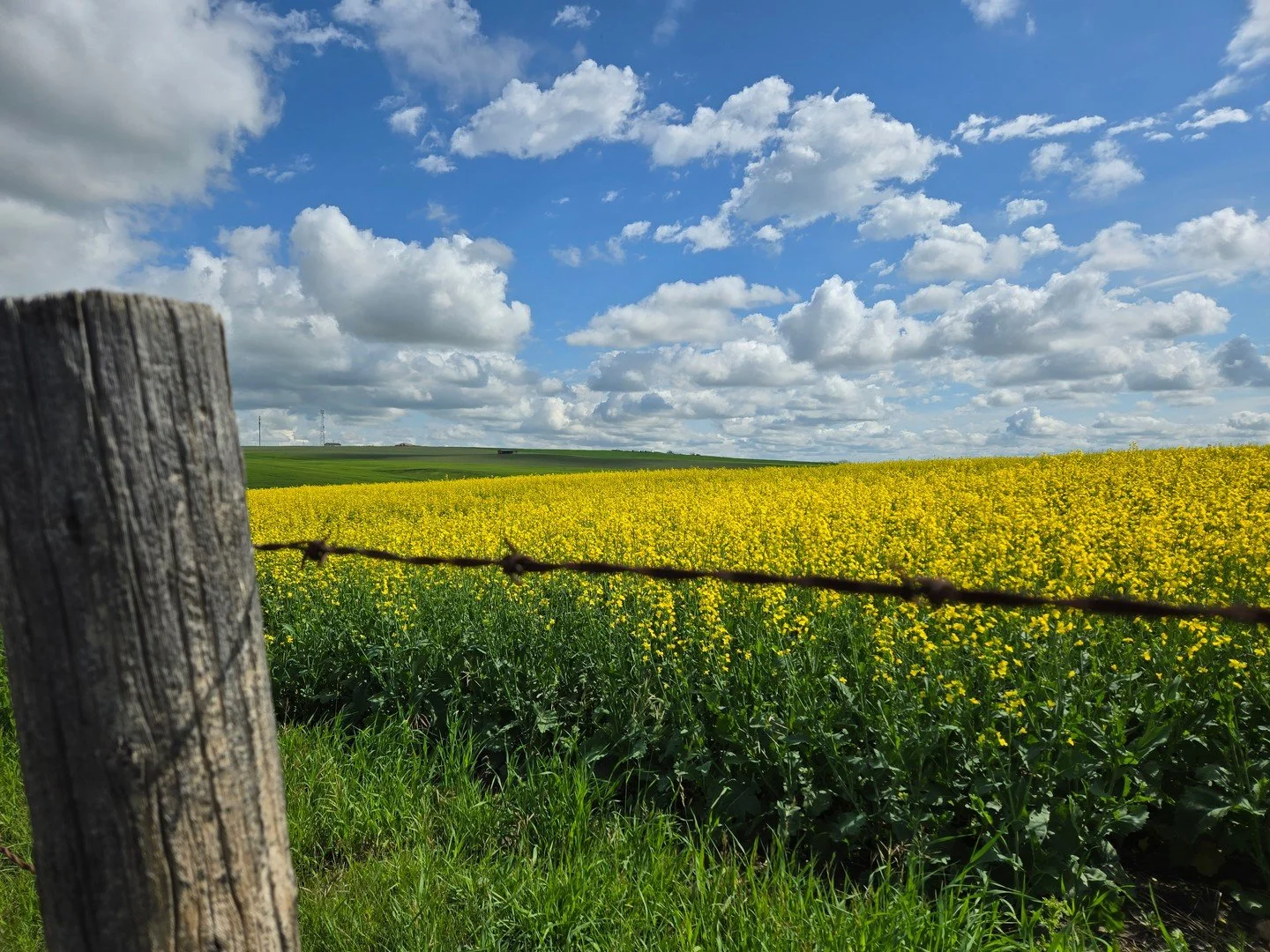Endless golden canola fields stretch across the landscape under a wide, vibrant blue sky &mdash; a perfect snapshot of prairie summer at its finest. 🌾💛 #PrairieSummer