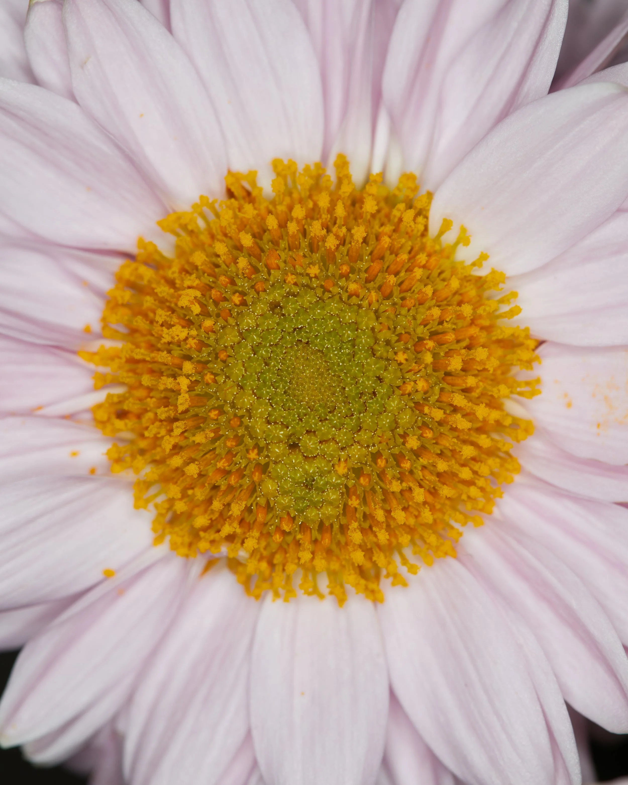 NewSeason_Blossoms0435.jpg