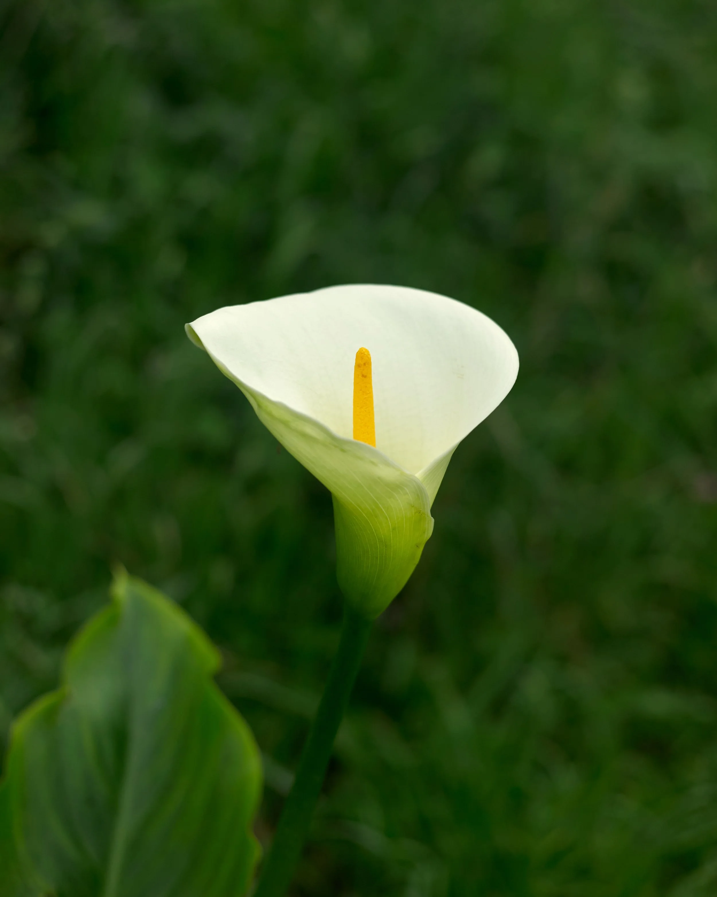 L1007290.jpg
