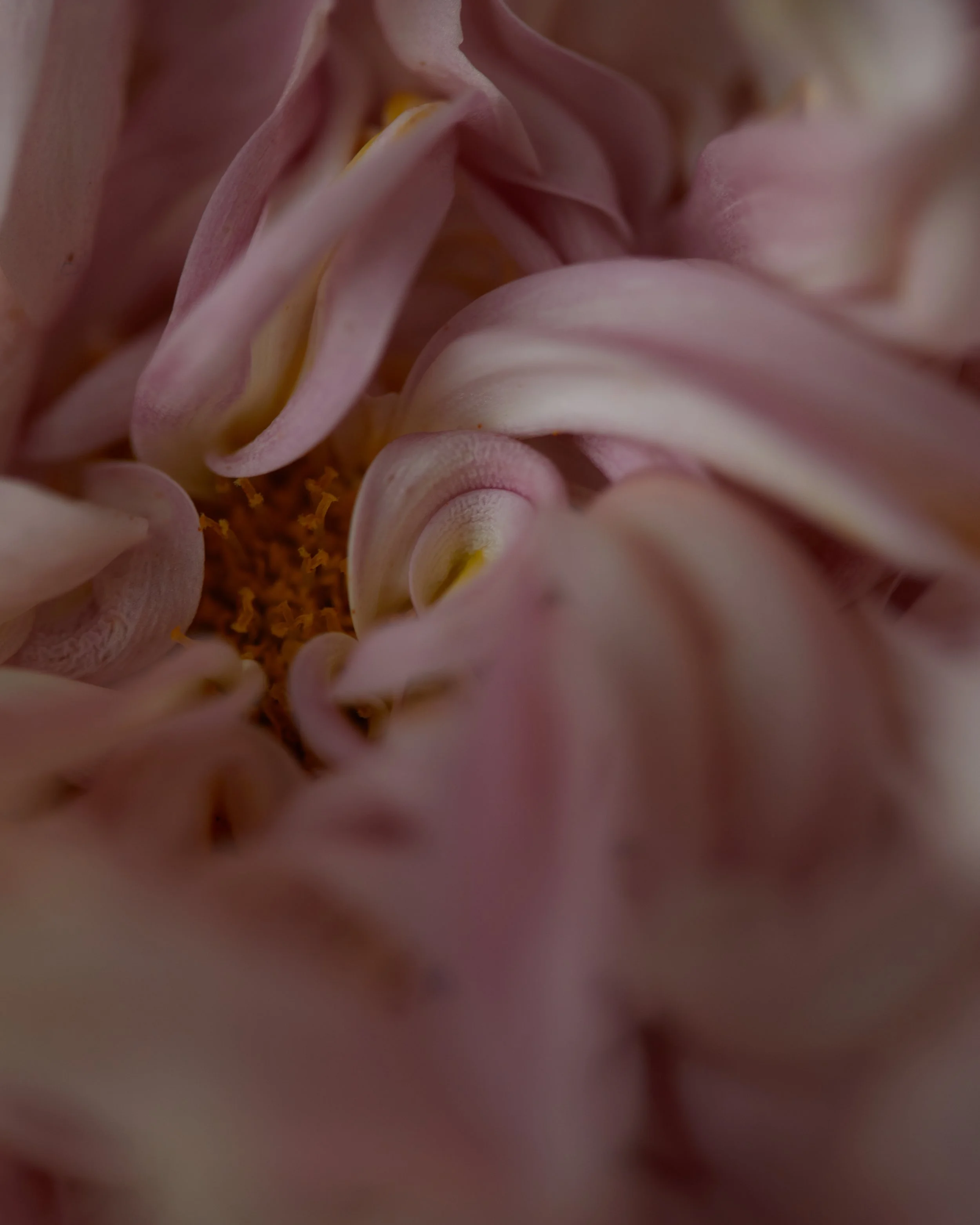 NewSeason_Blossoms0305.jpg