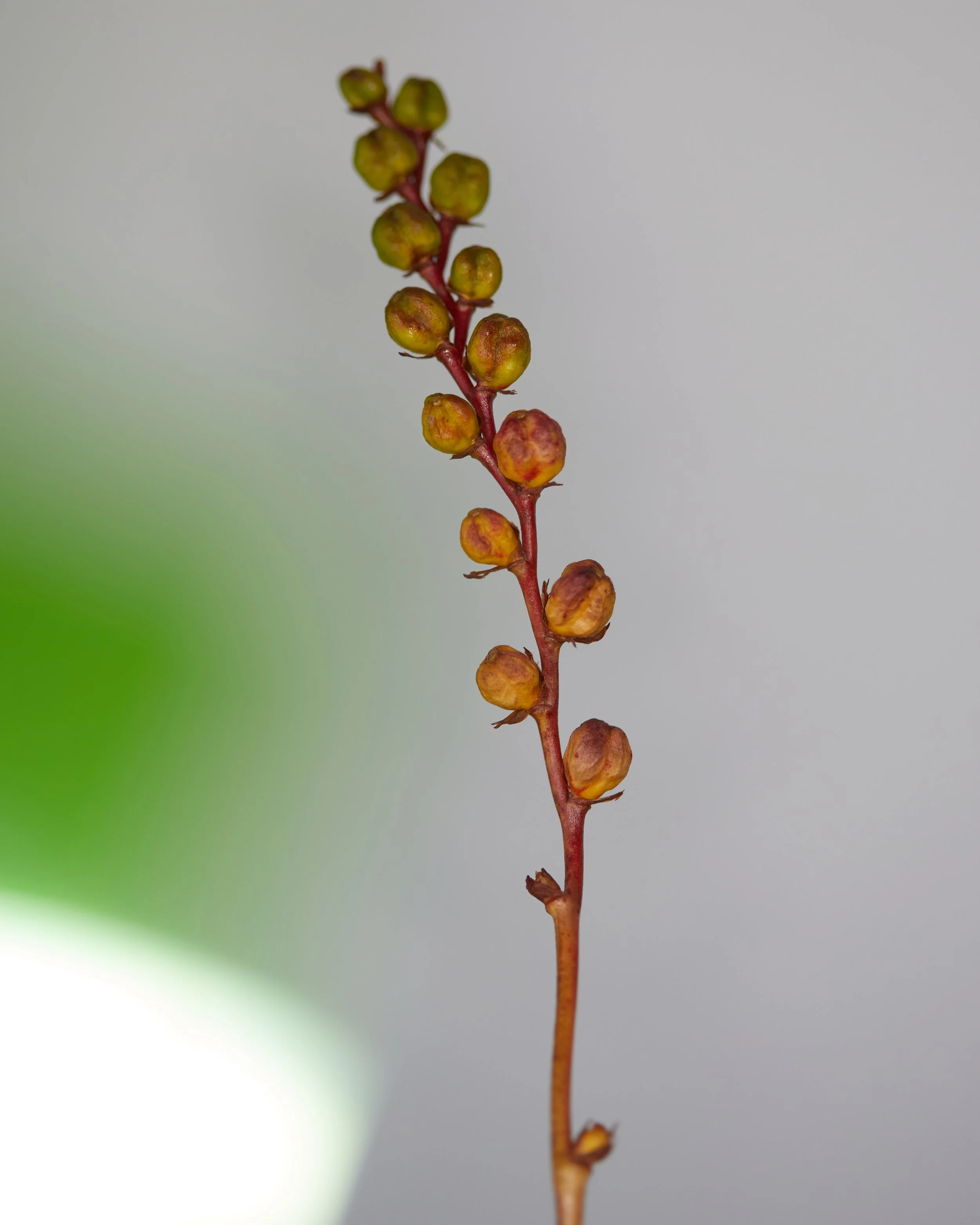 NewSeason_Blossoms0365.jpg
